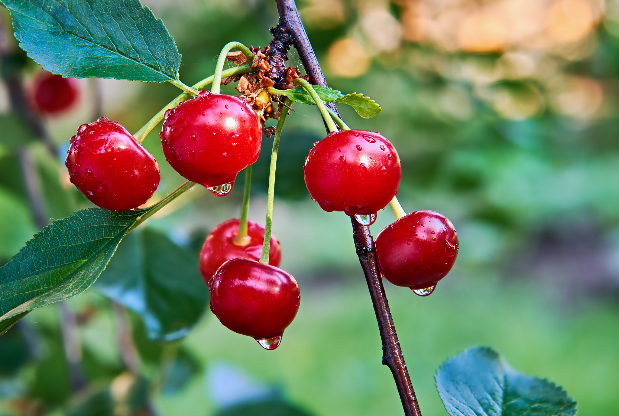 cherry twig after rain