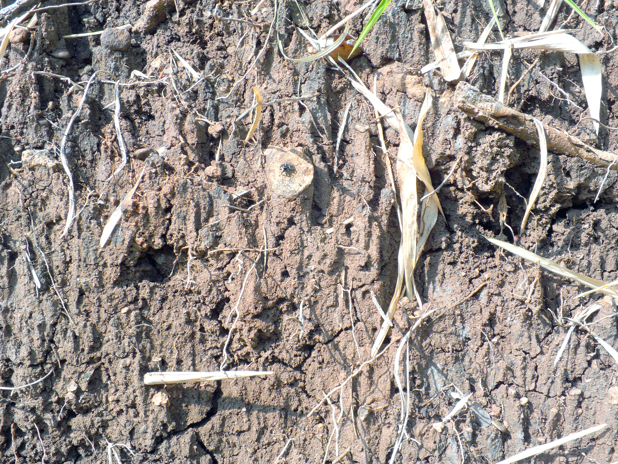 为了判断土体微观结构对抗剪强度指标的影响需要拍多少倍的微观图像呢？