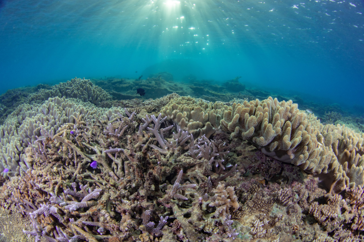 详细介绍一下大堡礁