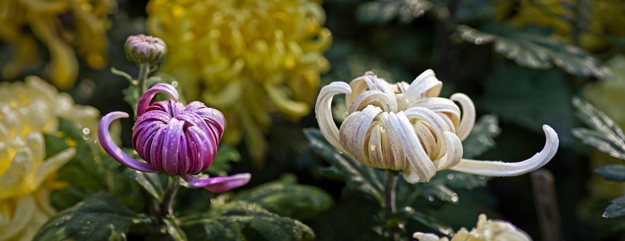 探秘菊花文化：高洁品格与深厚内涵