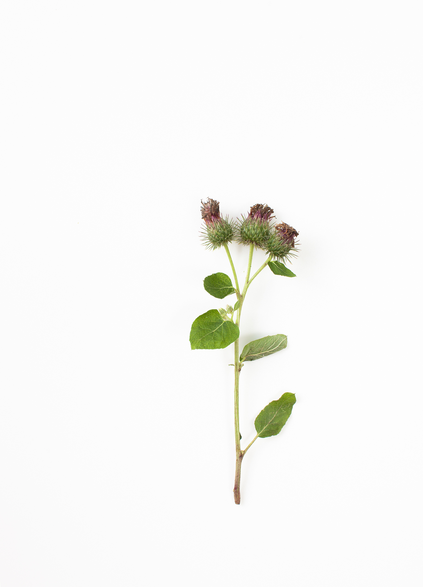 thistle on a white background. place for text.