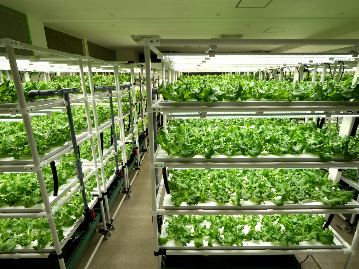 芽苗菜生产设备：高效种植芽苗菜的利器