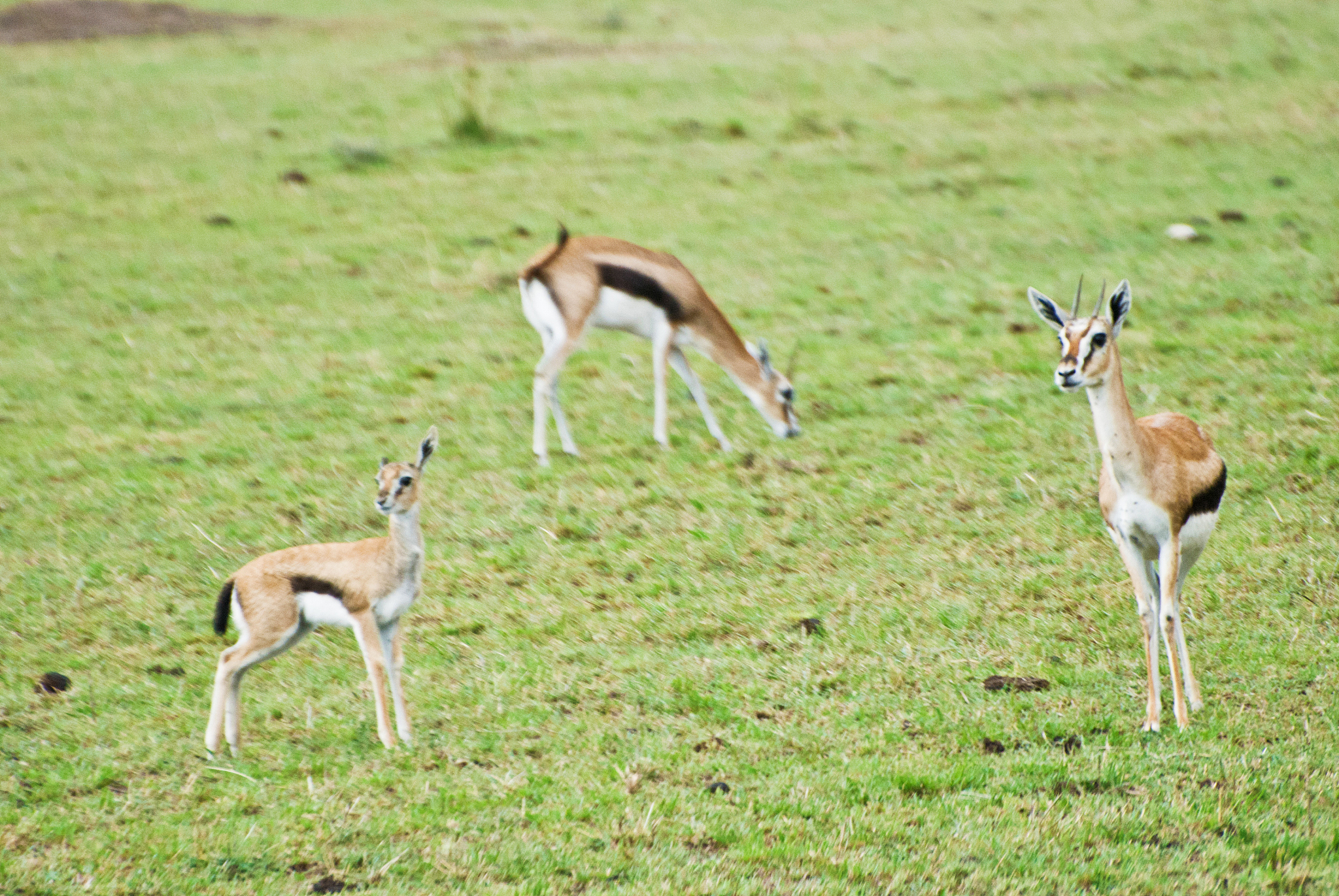 herd of thomson's gazelles aka tommies (eudorcas thomsonii) on d