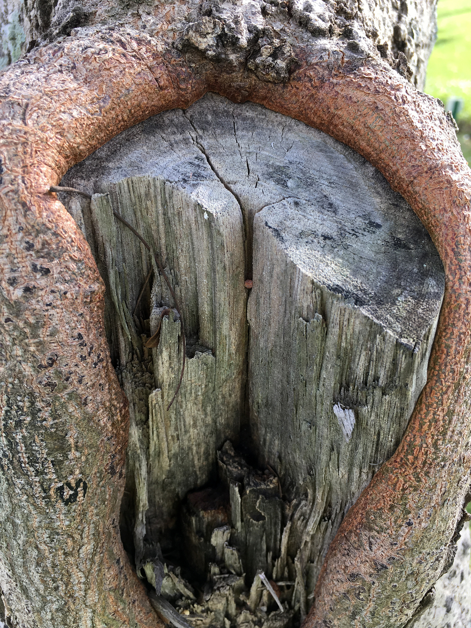 与'原始真解'相似的词语：10个表达原始、纯粹的词