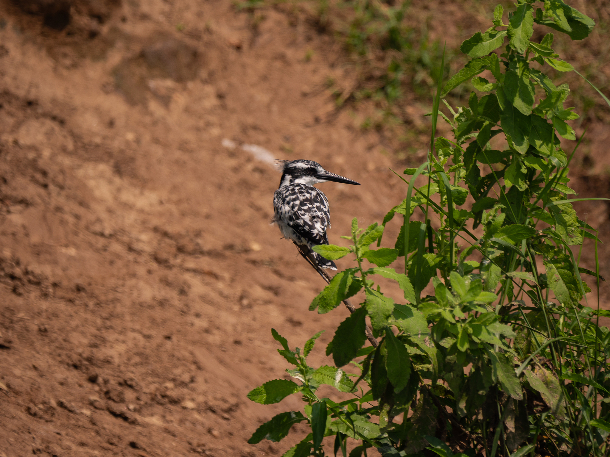 中国企业和公民在乌干达翠鸟油田项目区域的生活指南
