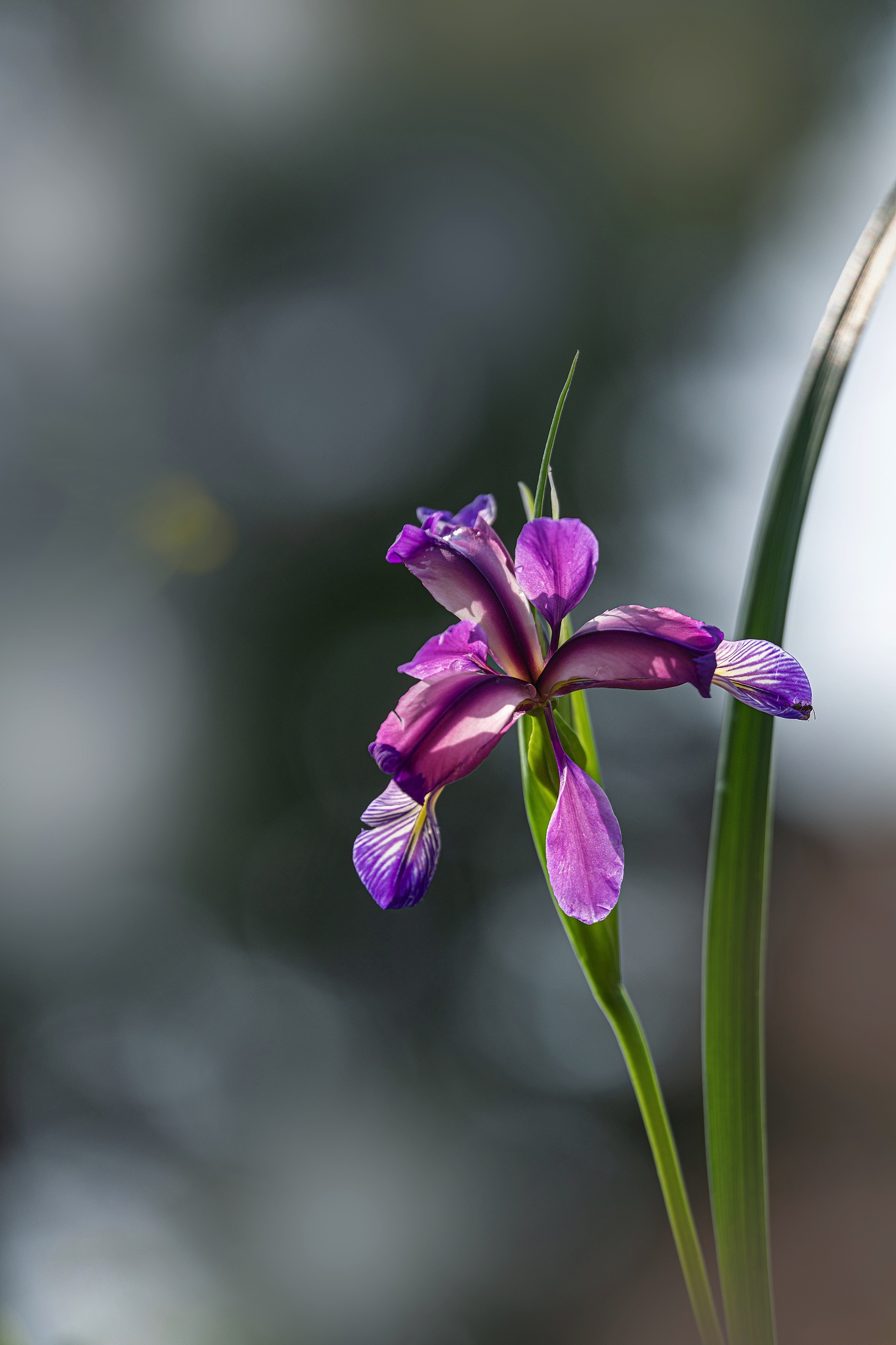 close-up of purple flowering plant
