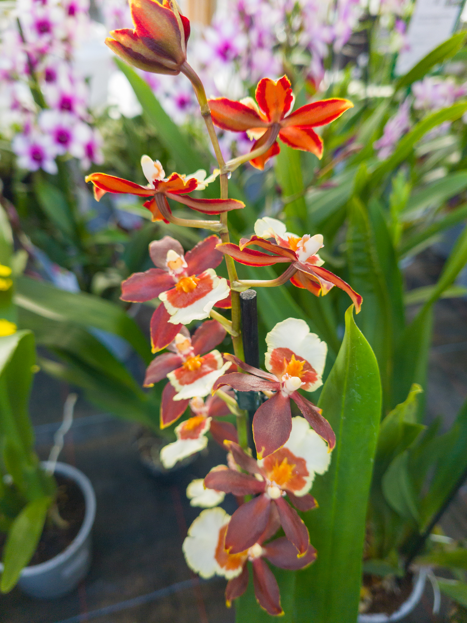 海南大学园艺专业怎么样