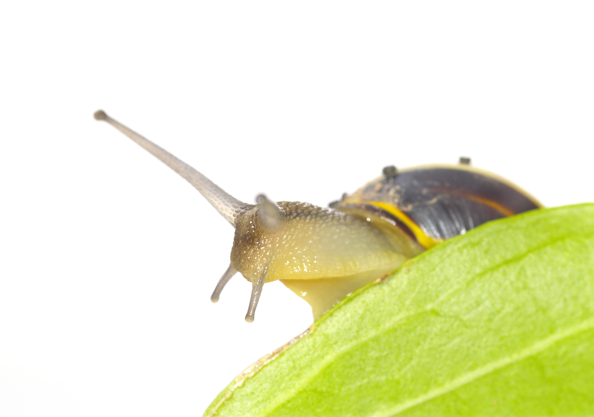 snail and leafs