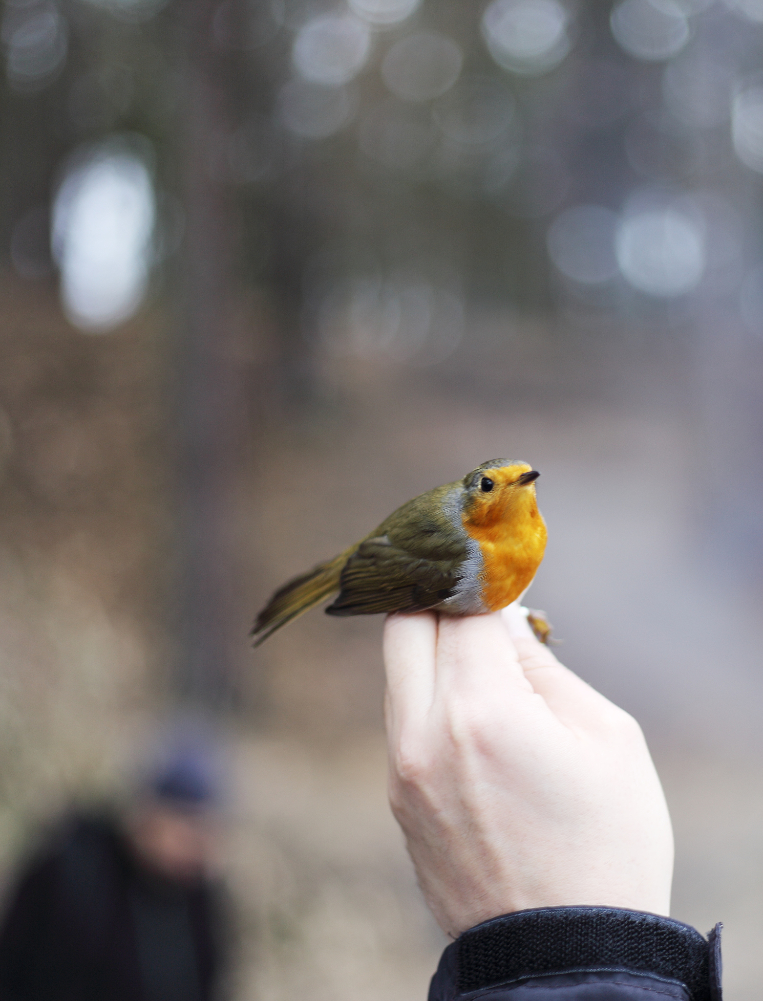 闻其声知其人是根据声音的什么