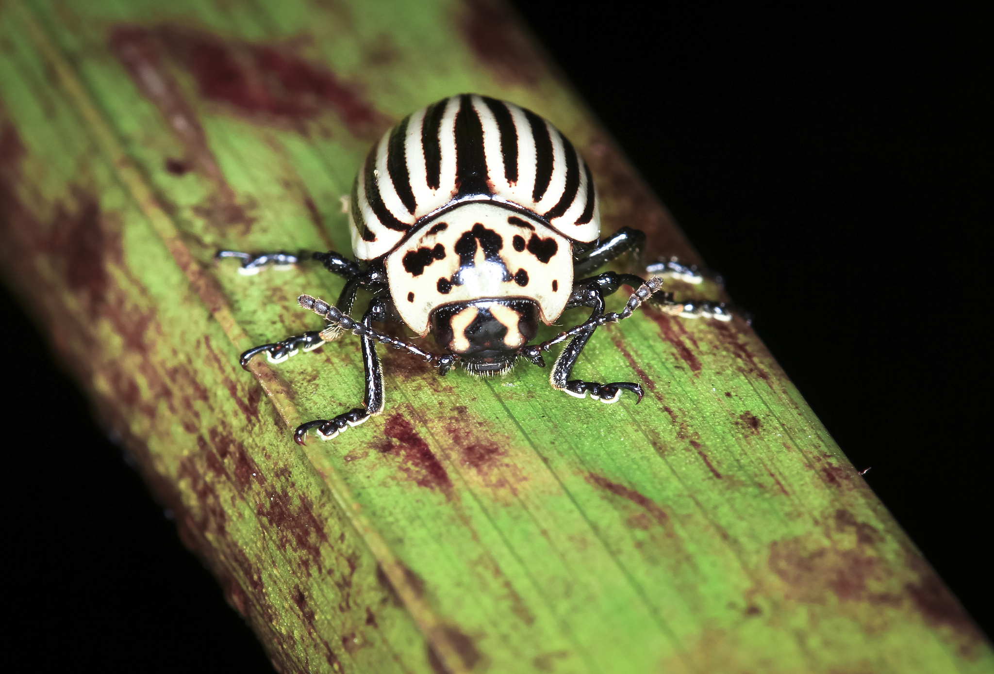 black-belly potato beetle in belize