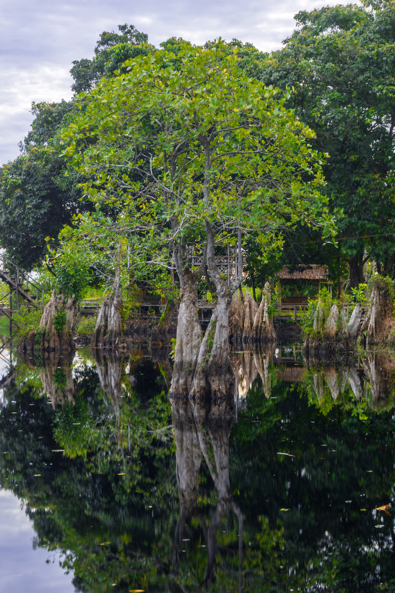 请帮我写1篇不少于800汉字的博客文章语言要幽默口语化。主题是：榕树开花吗 - 榕树种植技术方法