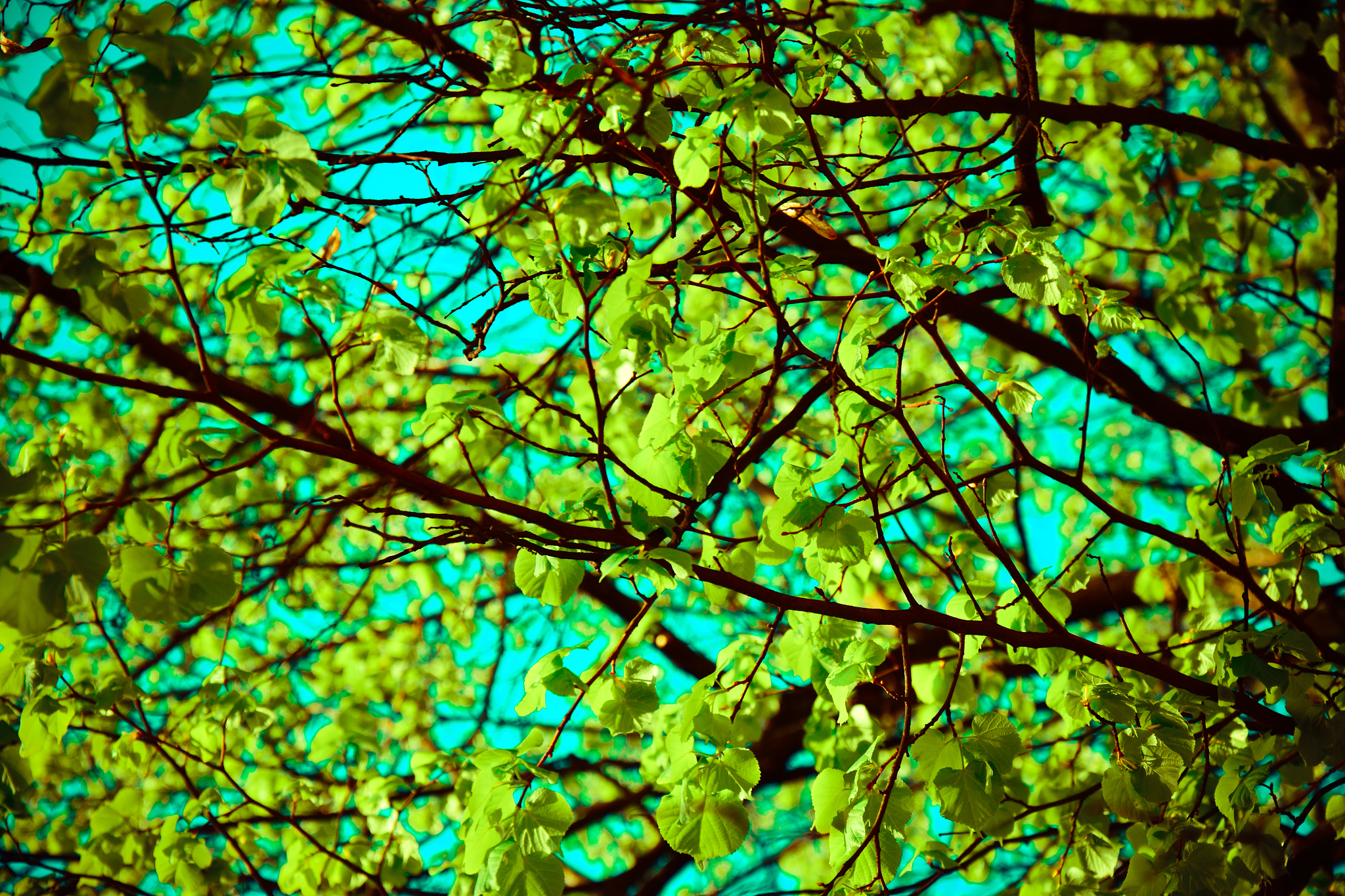fresh green leaves in springtime