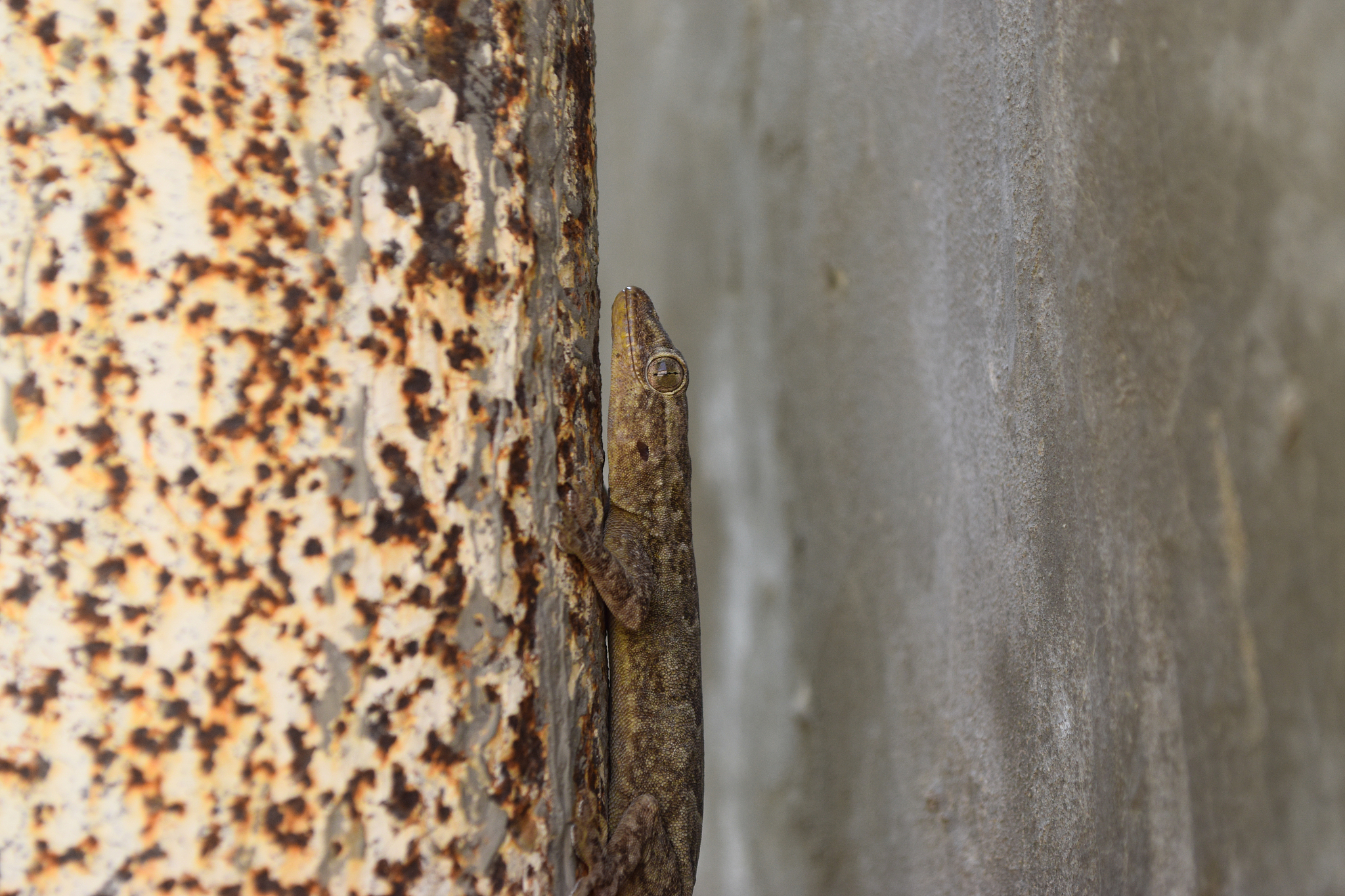 common house wall lizard at home, animal gecko dragon predator t