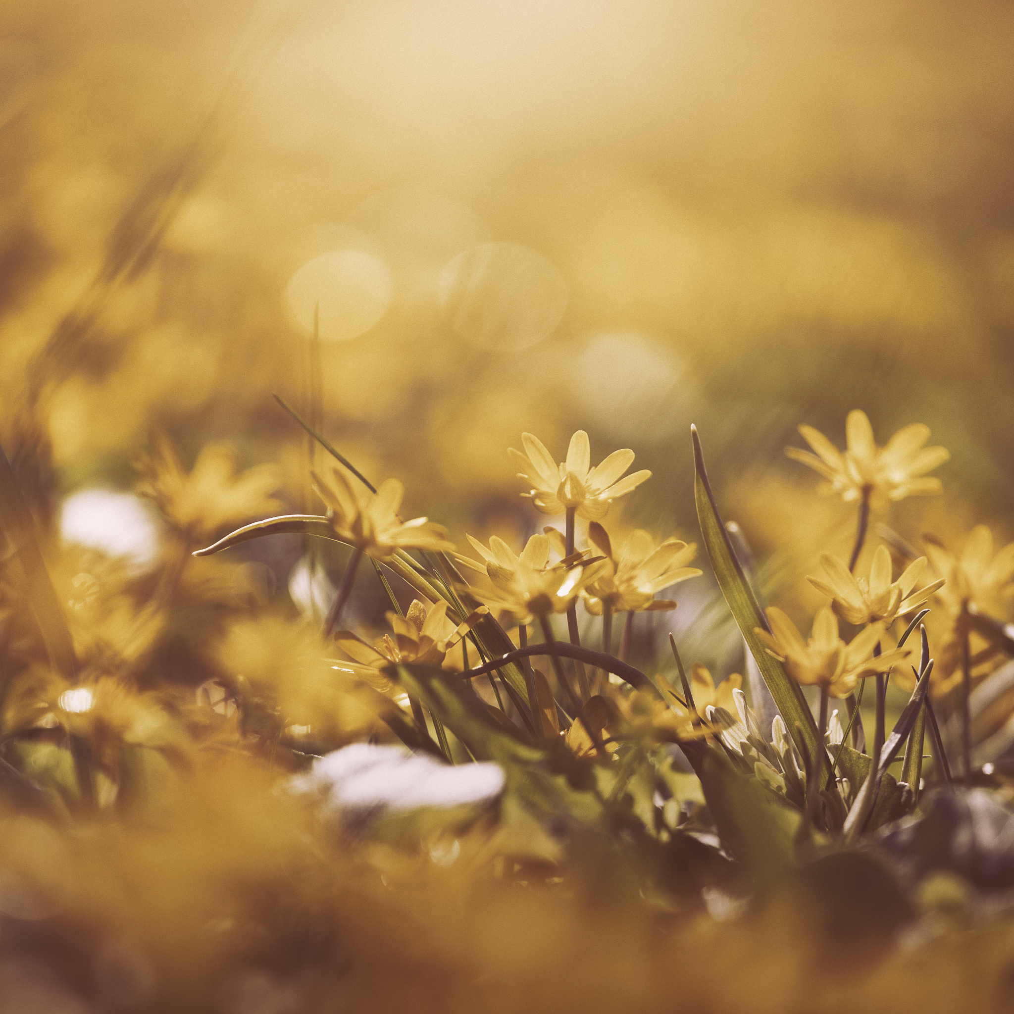 在旅途中拾取人生的珍宝：如何发现生活中的美好与收获