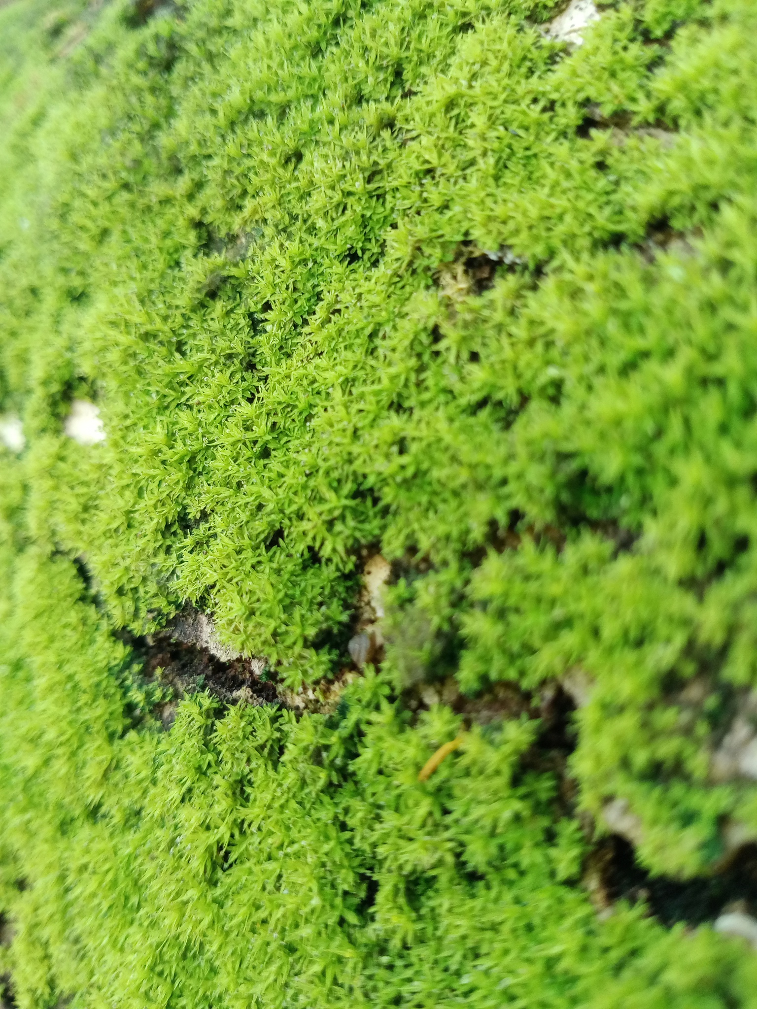 苔藓植物分布与环境关系：影响因素及适应性