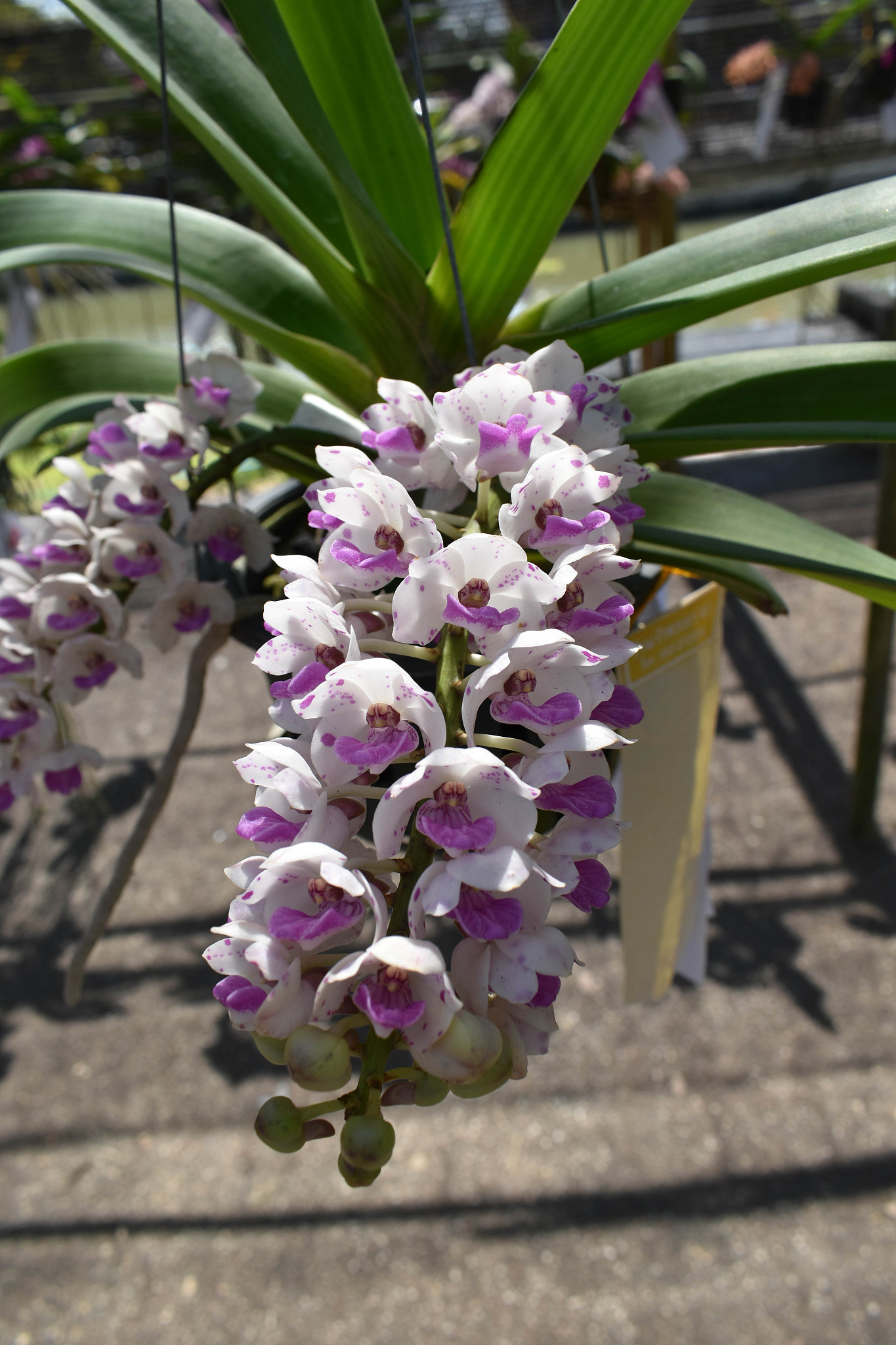 the beautiful asian orchid
