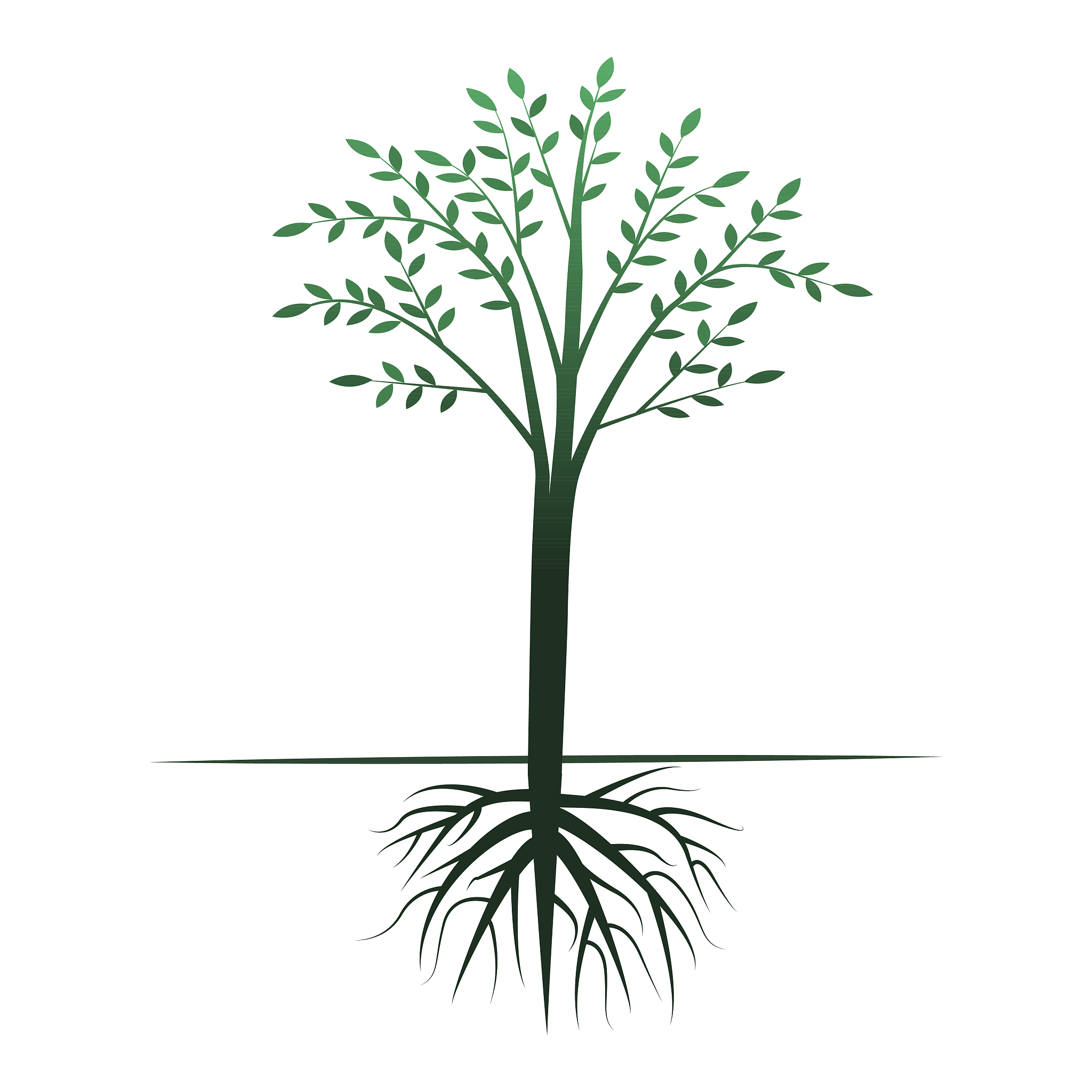 涝害后植物为什么会产生通气组织