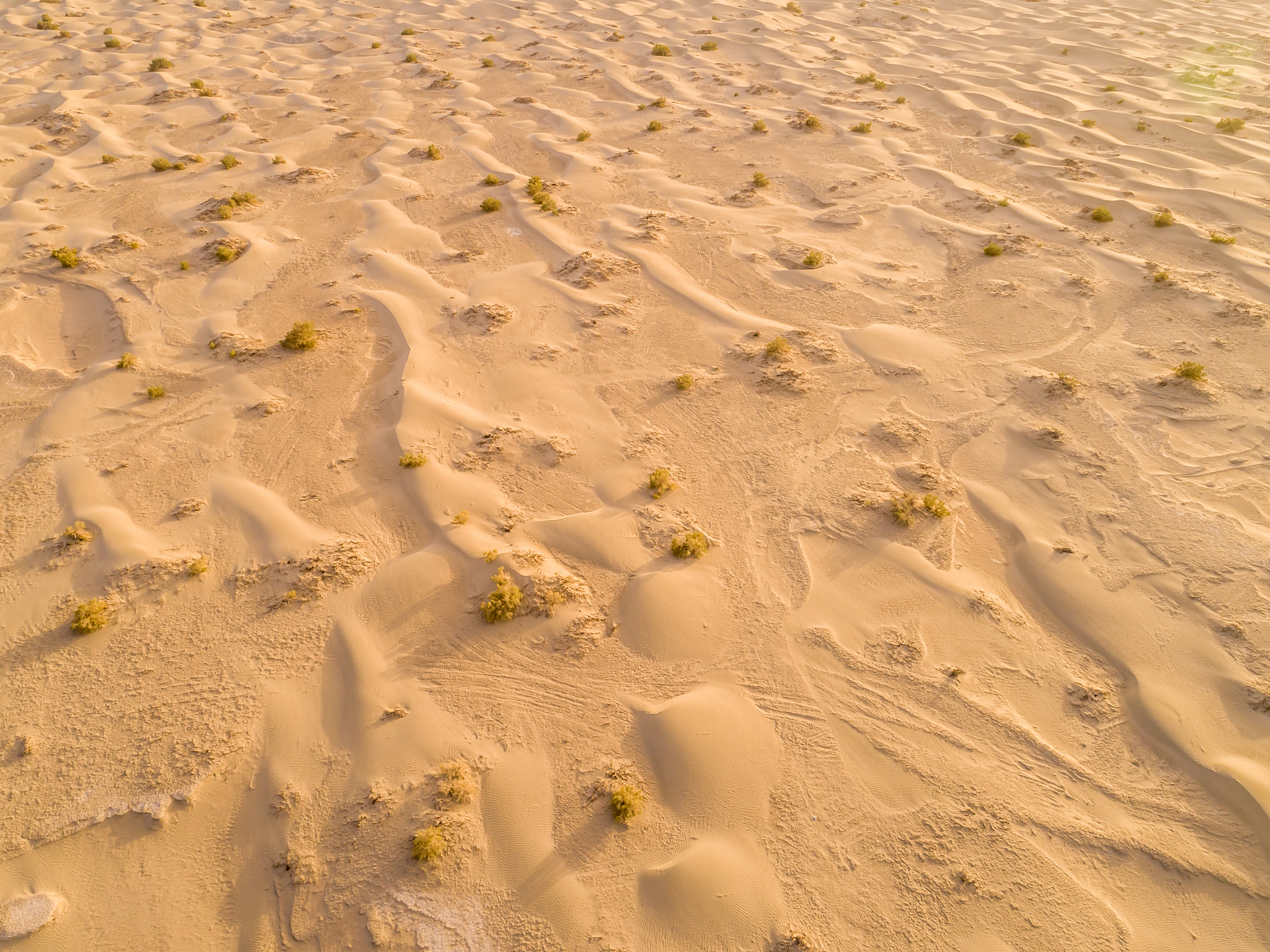 tarim desert, xinjiang