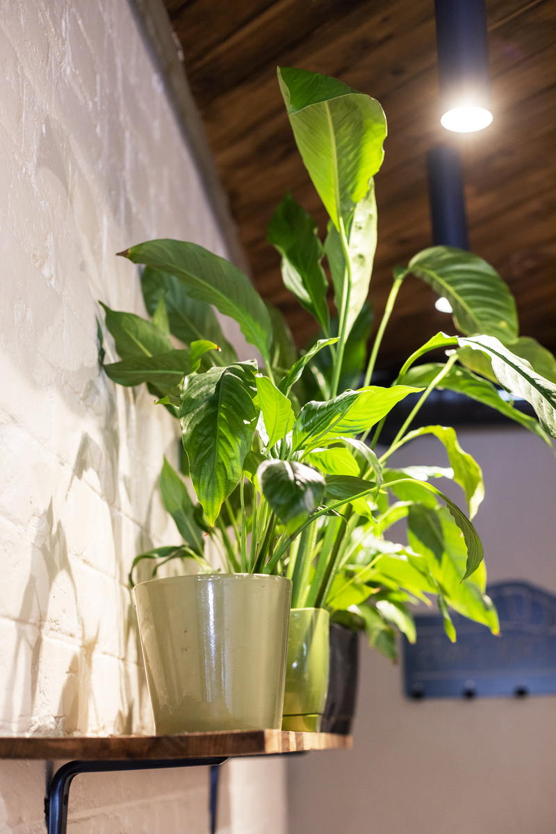 一帆风顺花怎么养旺盛？需要施肥吗400字