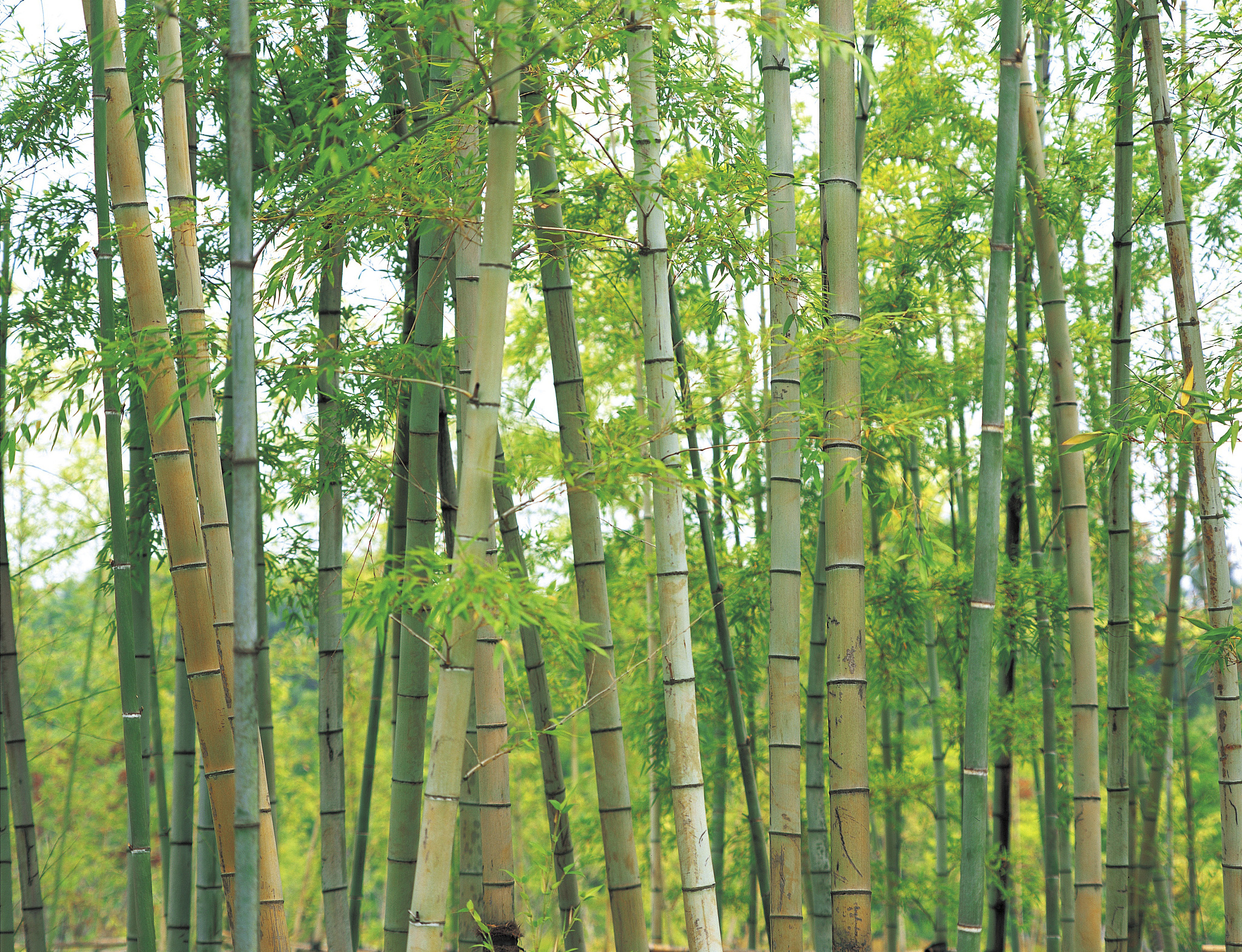 asian bamboo trees