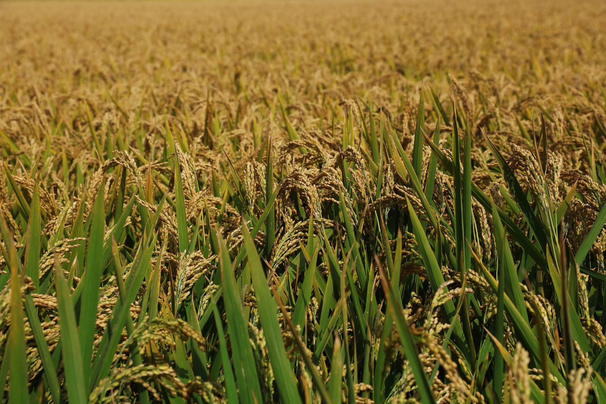 探索长江上游中籼迟熟稻米风味，食味品尝活动邀您参与