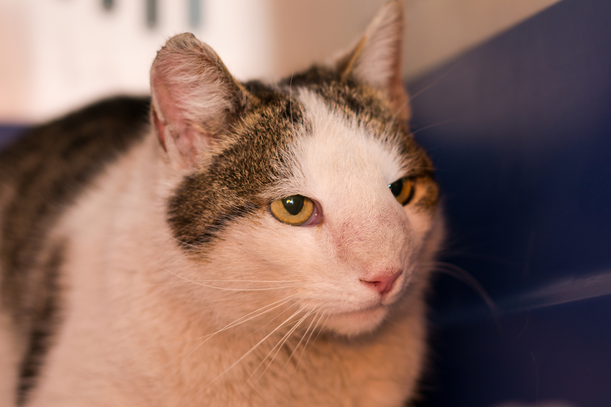 cat with nasal tumor
