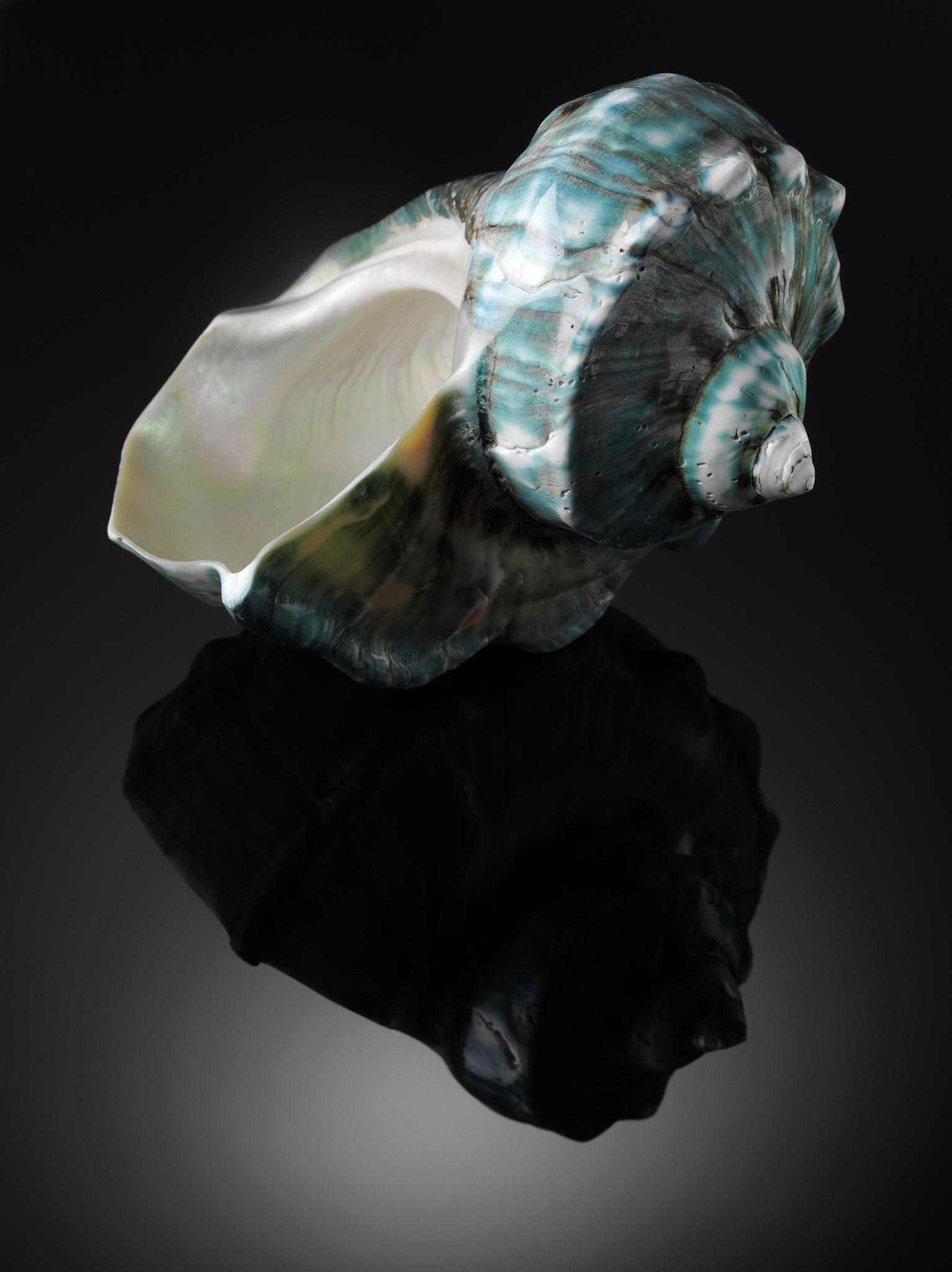 如果我摸到是一个海螺又怎么介绍？