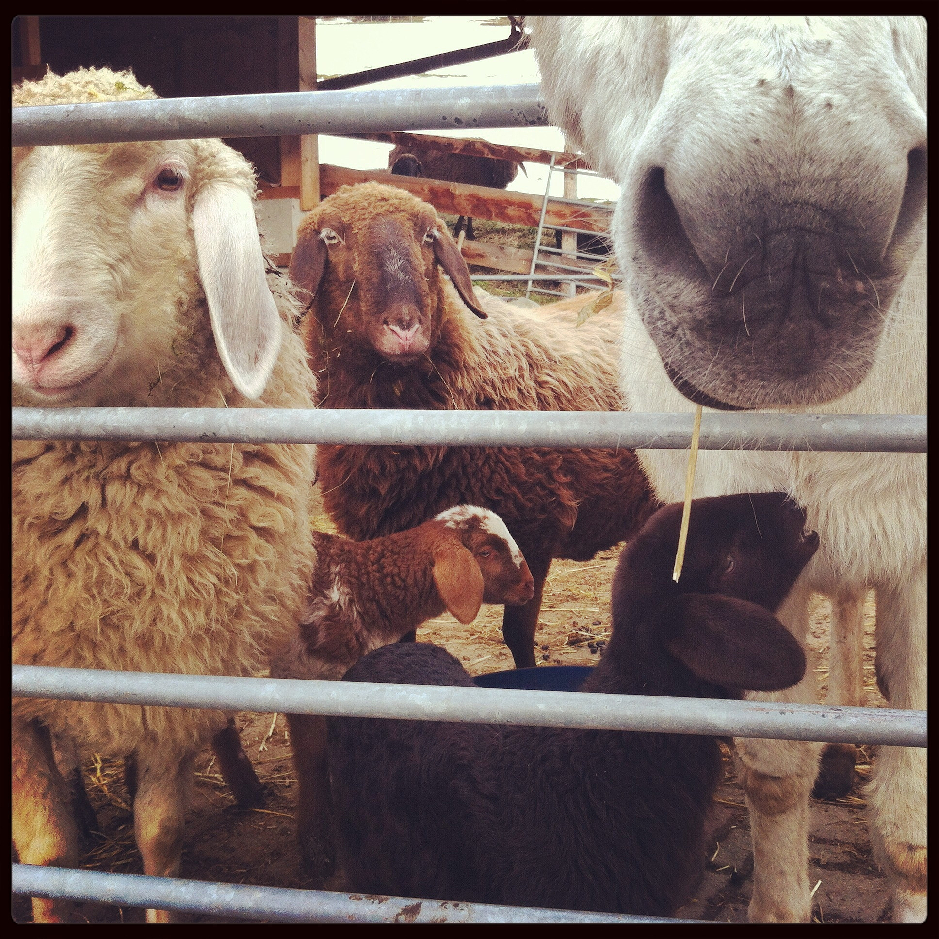 羊布鲁氏菌病诊断与防治：现状与展望