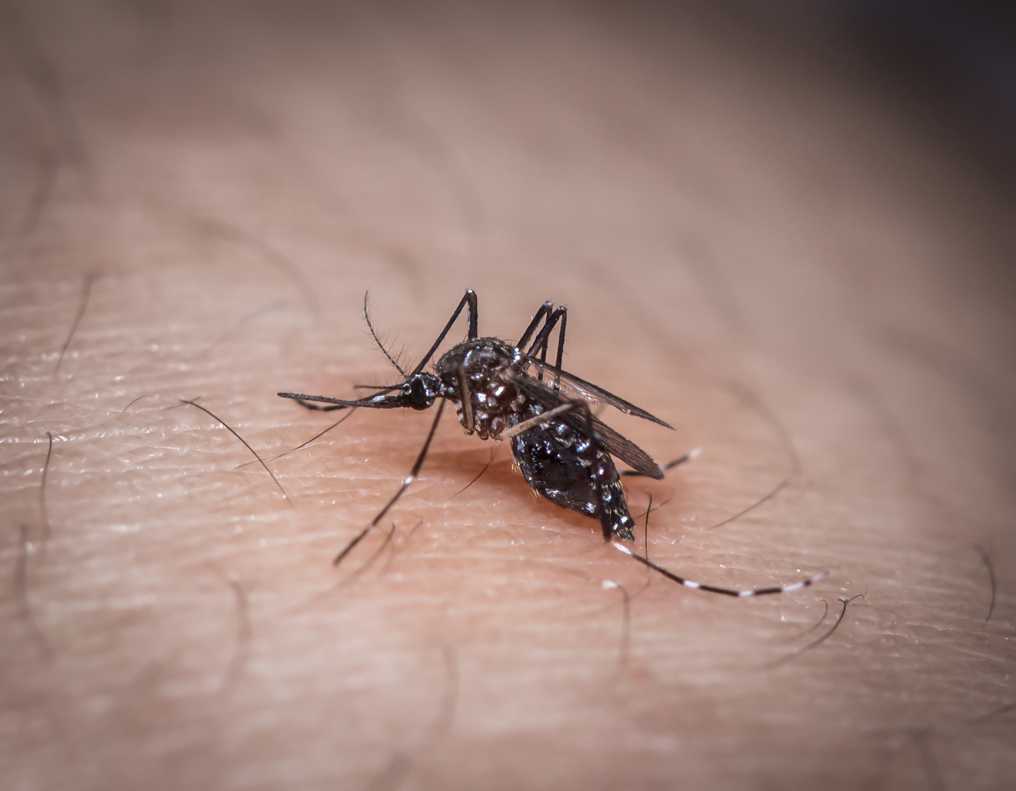 动物传染病与寄生虫病课程学习成果：掌握知识、技能和思维方式