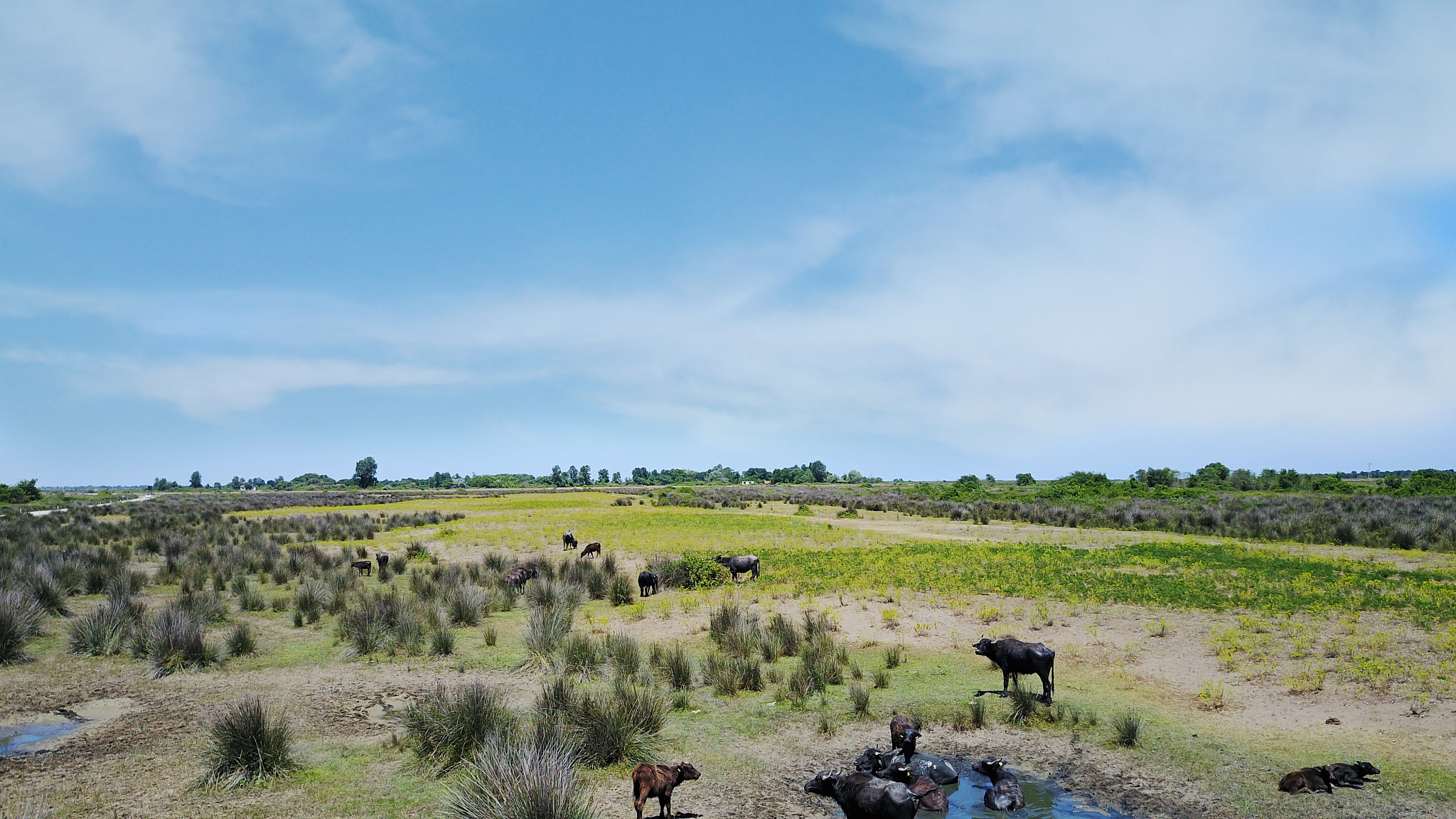 beef cattles in water.