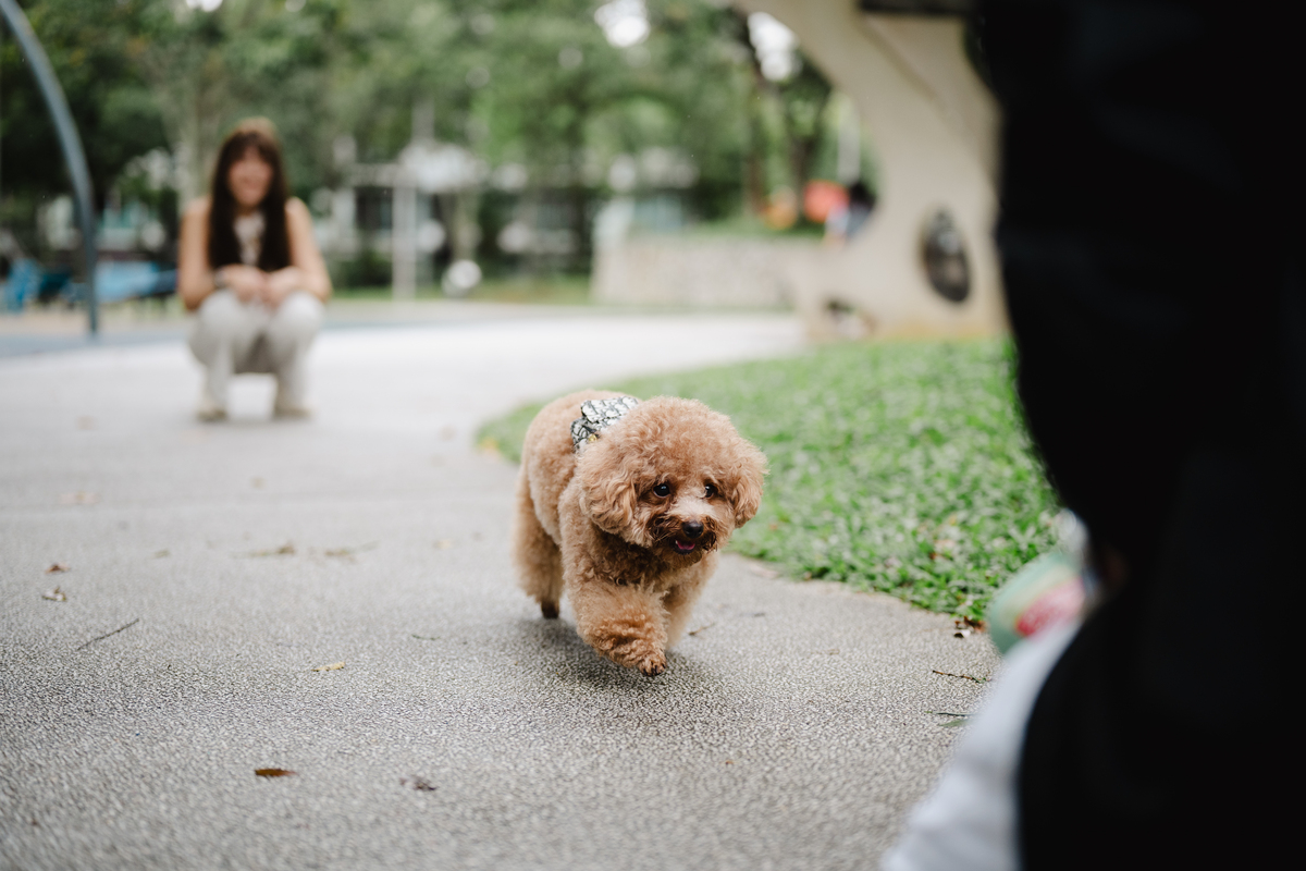 泰迪狗喜欢干什么