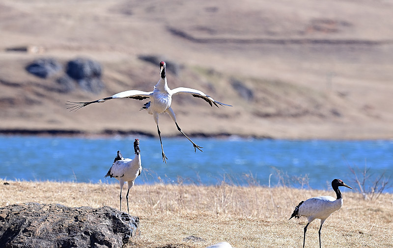 《你当像鸟飞往你的山》读后感：追寻梦想，如同钢材研发不断创新