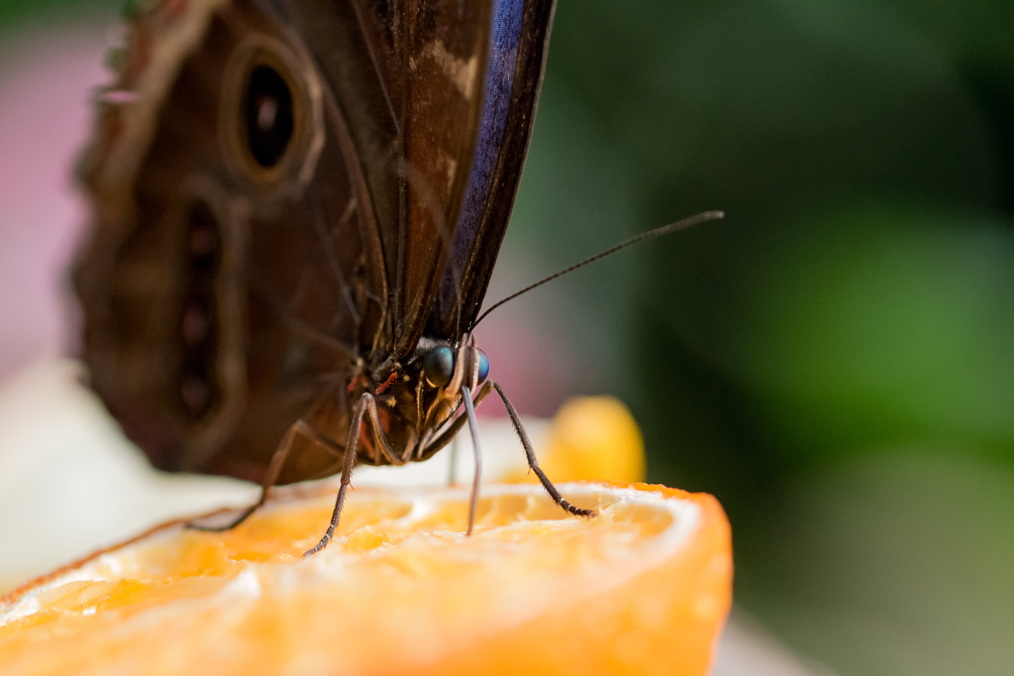 owl butterfly feeding on an orange