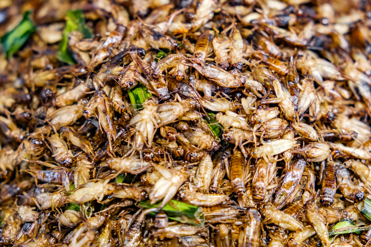 字数不少于3的论文题目为《昆虫美食》内容包括摘要关键词前言研究与进展总结与展望参考文献。记住字数一定要够3少一个都不行摘要：昆虫美食是指人类将昆虫作为食物进行消费这一现象在世界各国都存在。昆虫有着高蛋白、低脂肪、富含矿物质的特点其营养价值不容小觑。本文通过文献综述的方式探讨了昆虫美食的历史源头、昆虫的营养价值、现代昆虫美食市场以及昆虫美食对环境保护的意义等并对未来昆虫美食发展