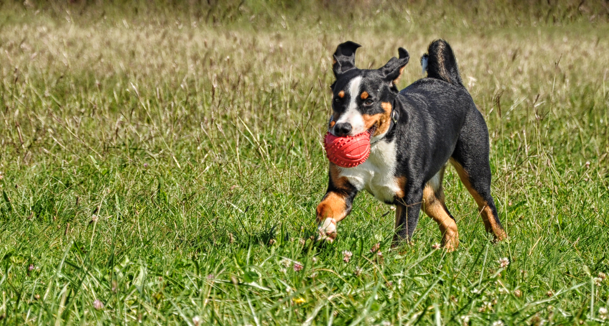 德州宠物医疗与护理专业学校推荐