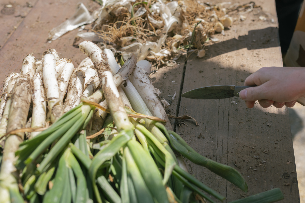 红姜的最佳温度和湿度