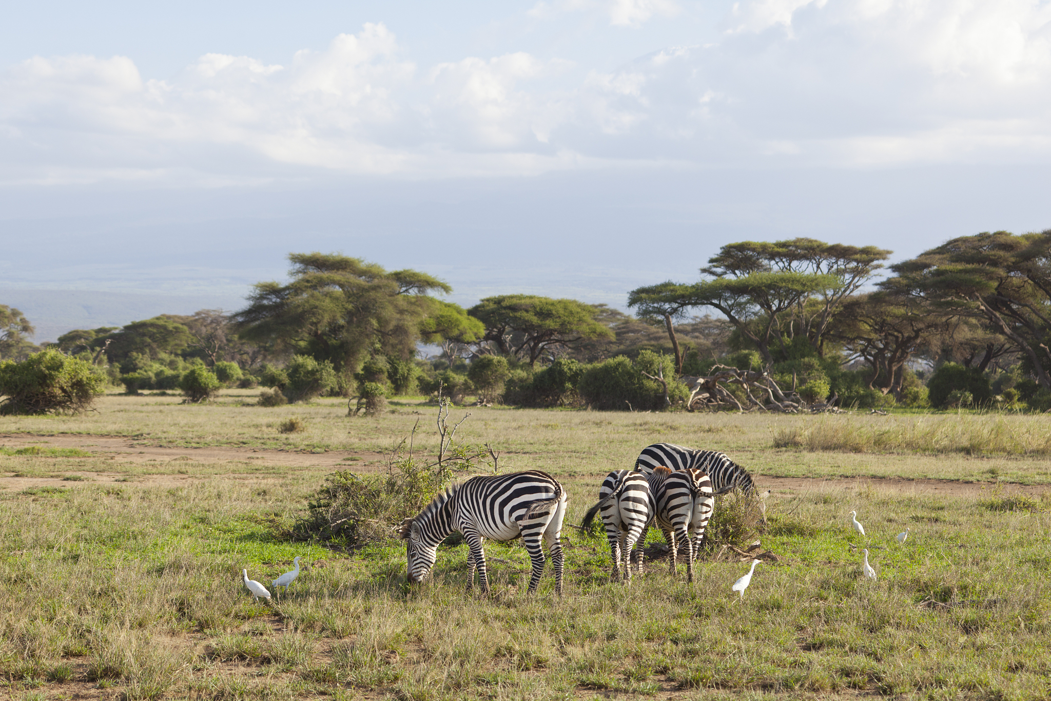 zebras in kenya