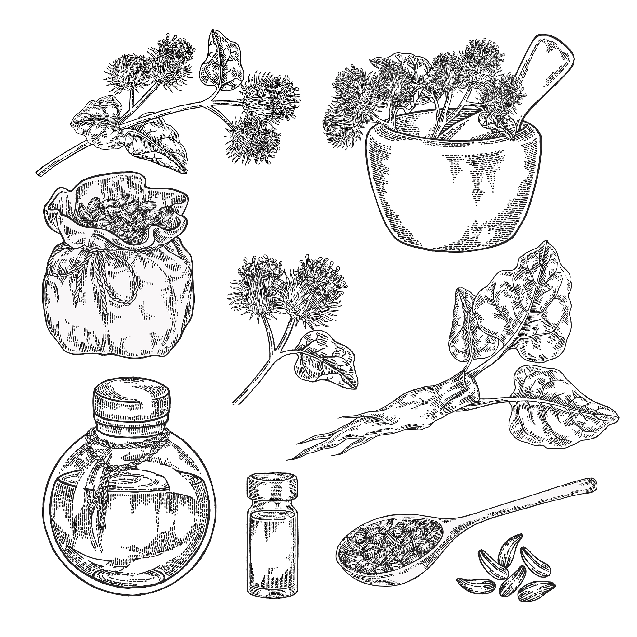 burdock plant set hand drawn burdock root