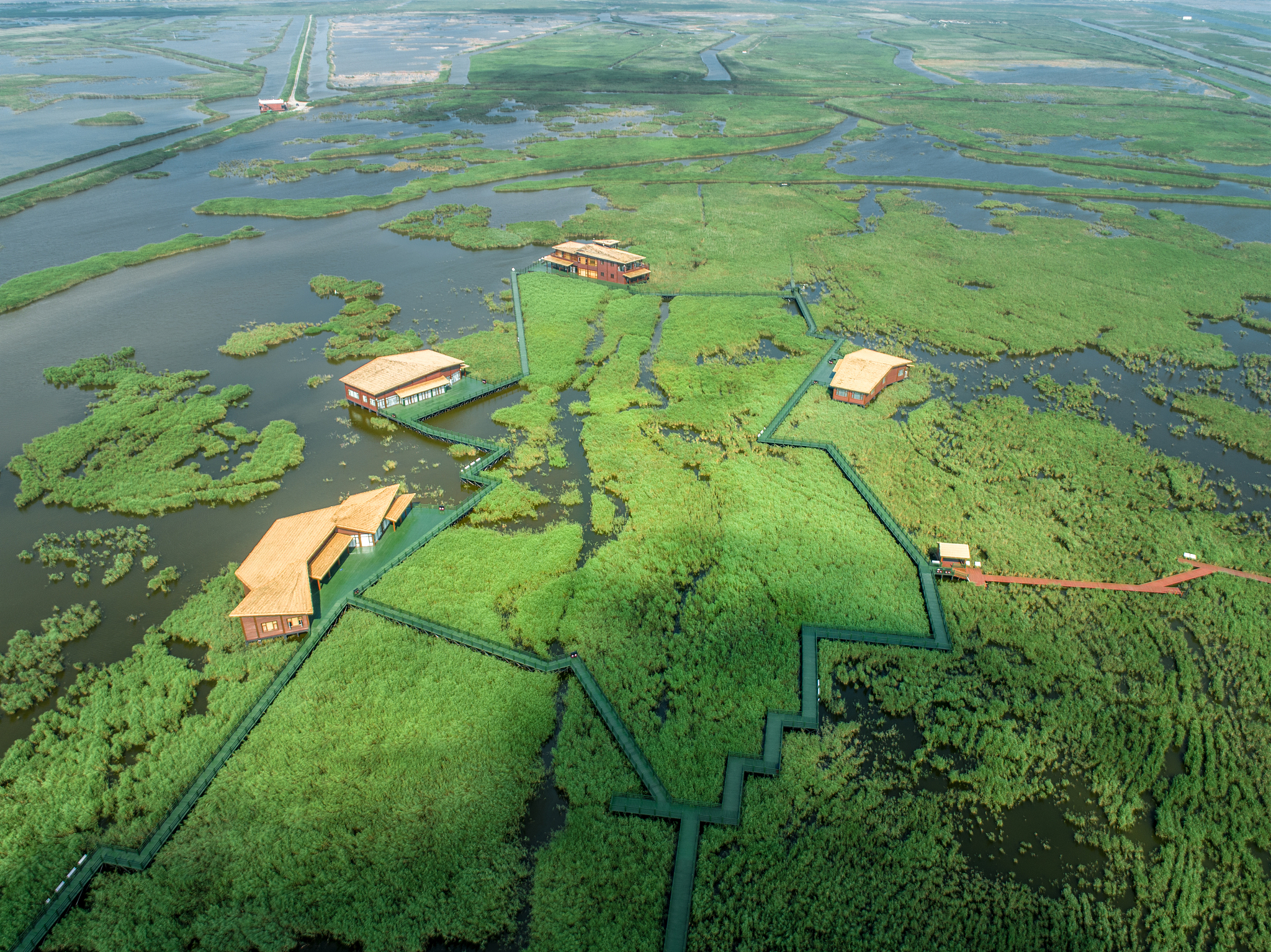 探秘崇明岛生物多样性：生态保护的意义与价值