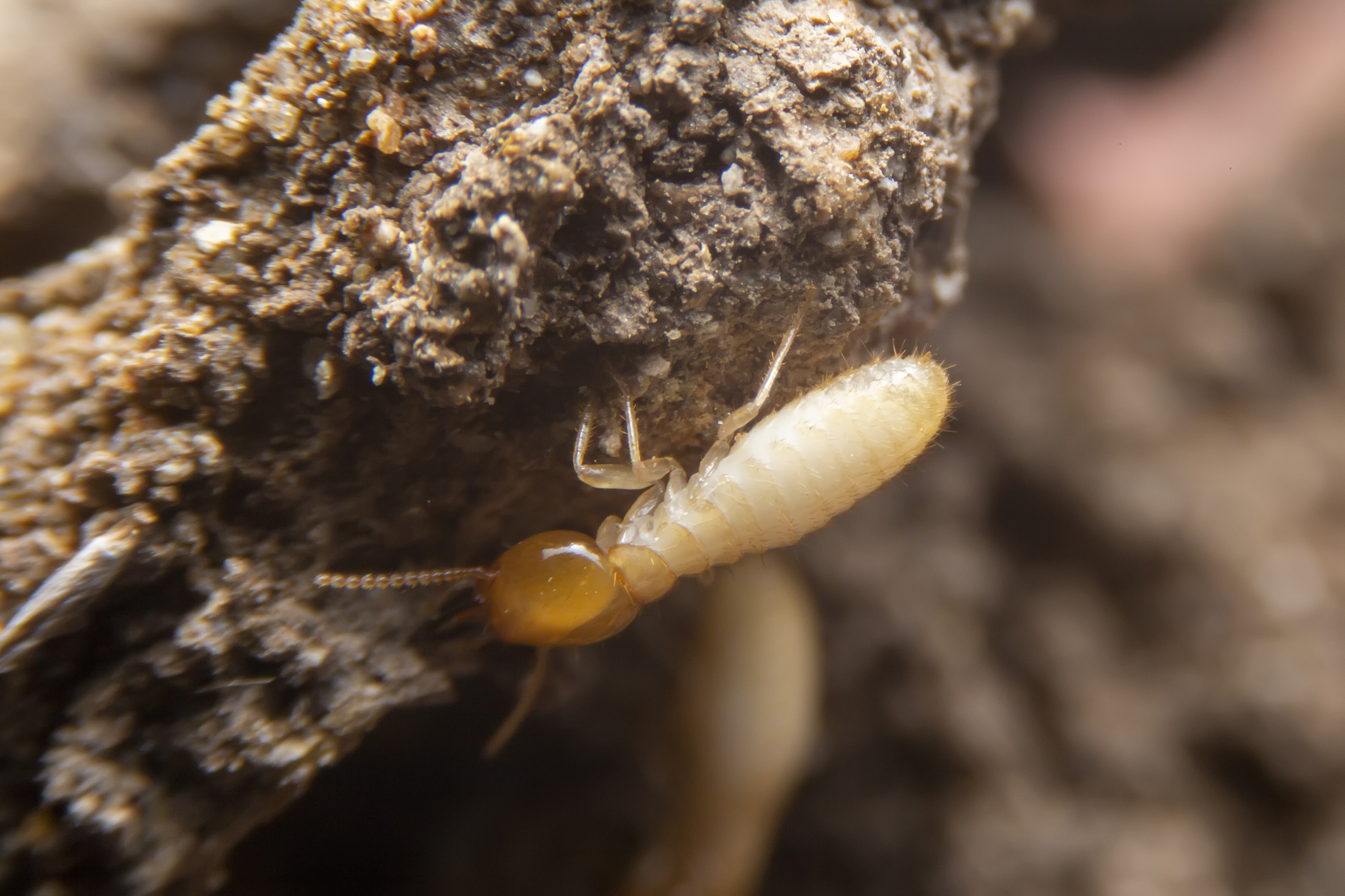 the small termite on decaying timber. the termite on the ground 