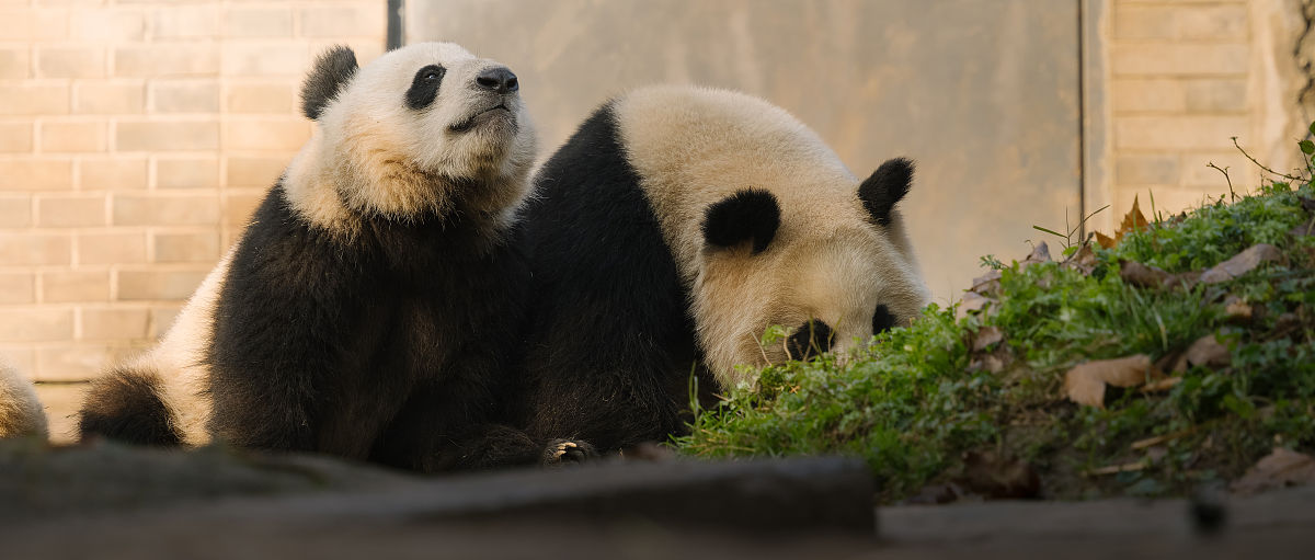 成都中专学校铁道运输可不可以考大专