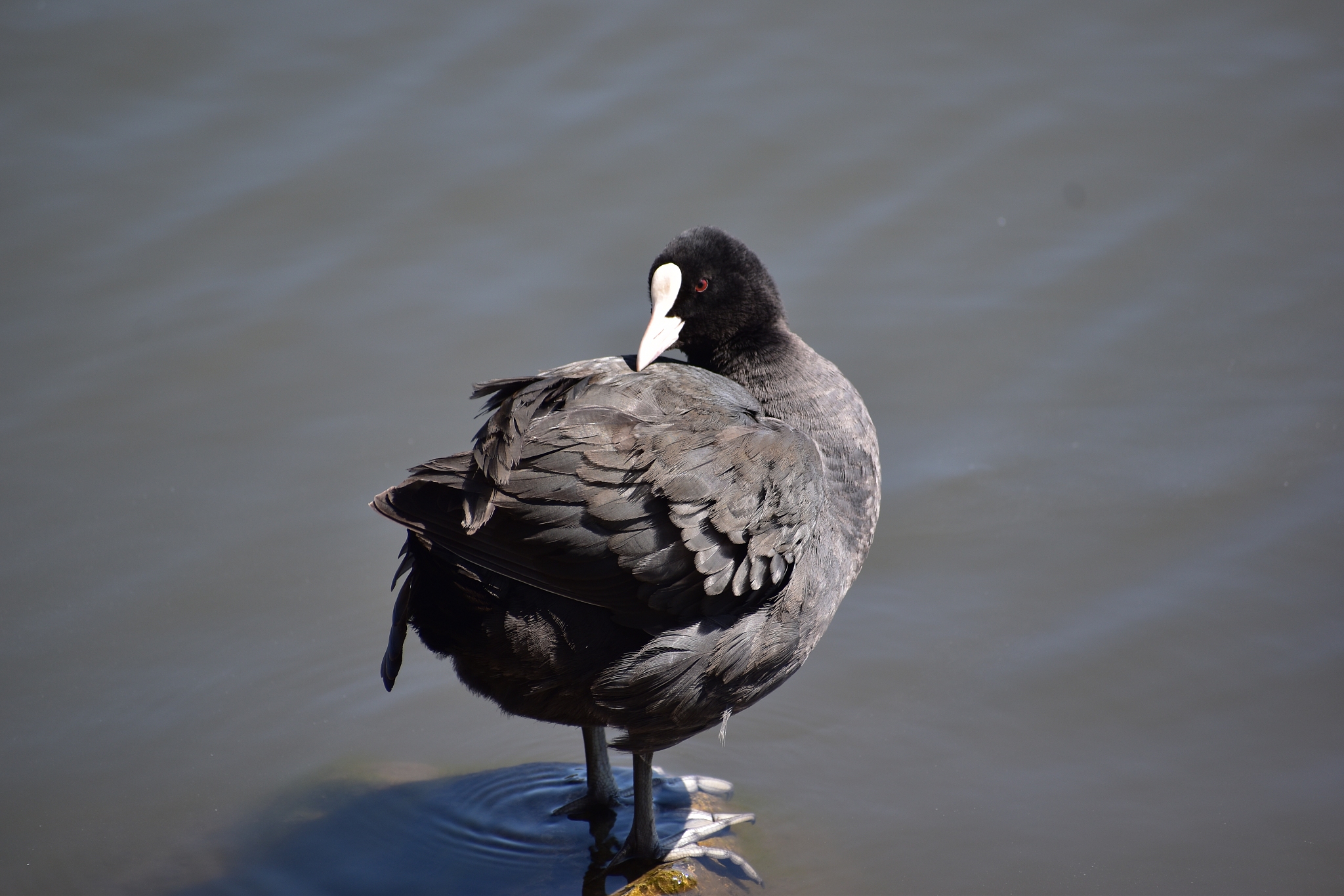 黑水鸡是一种什么动物？