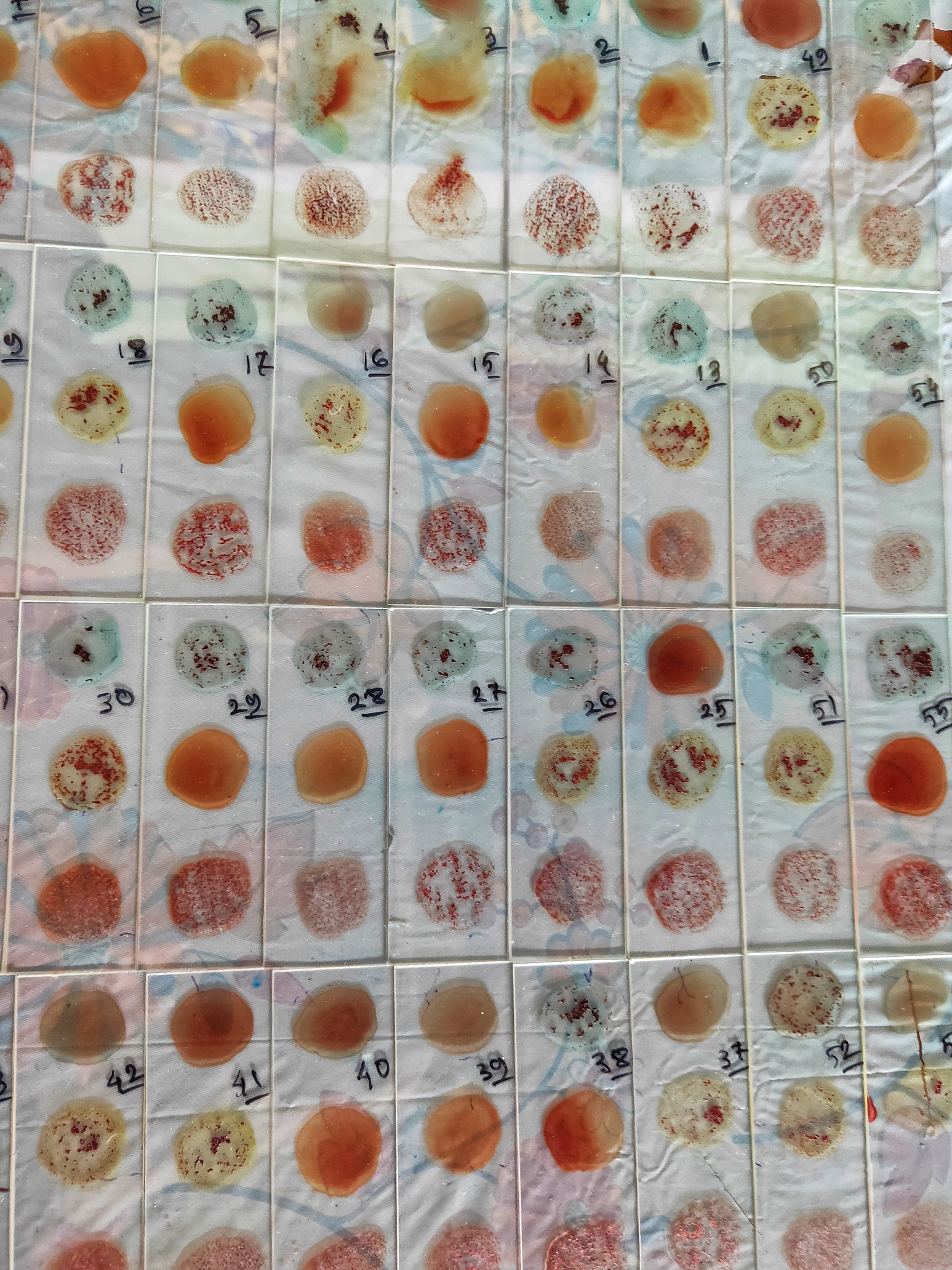 石蜡切片法脱水要怎么操作。多长时间