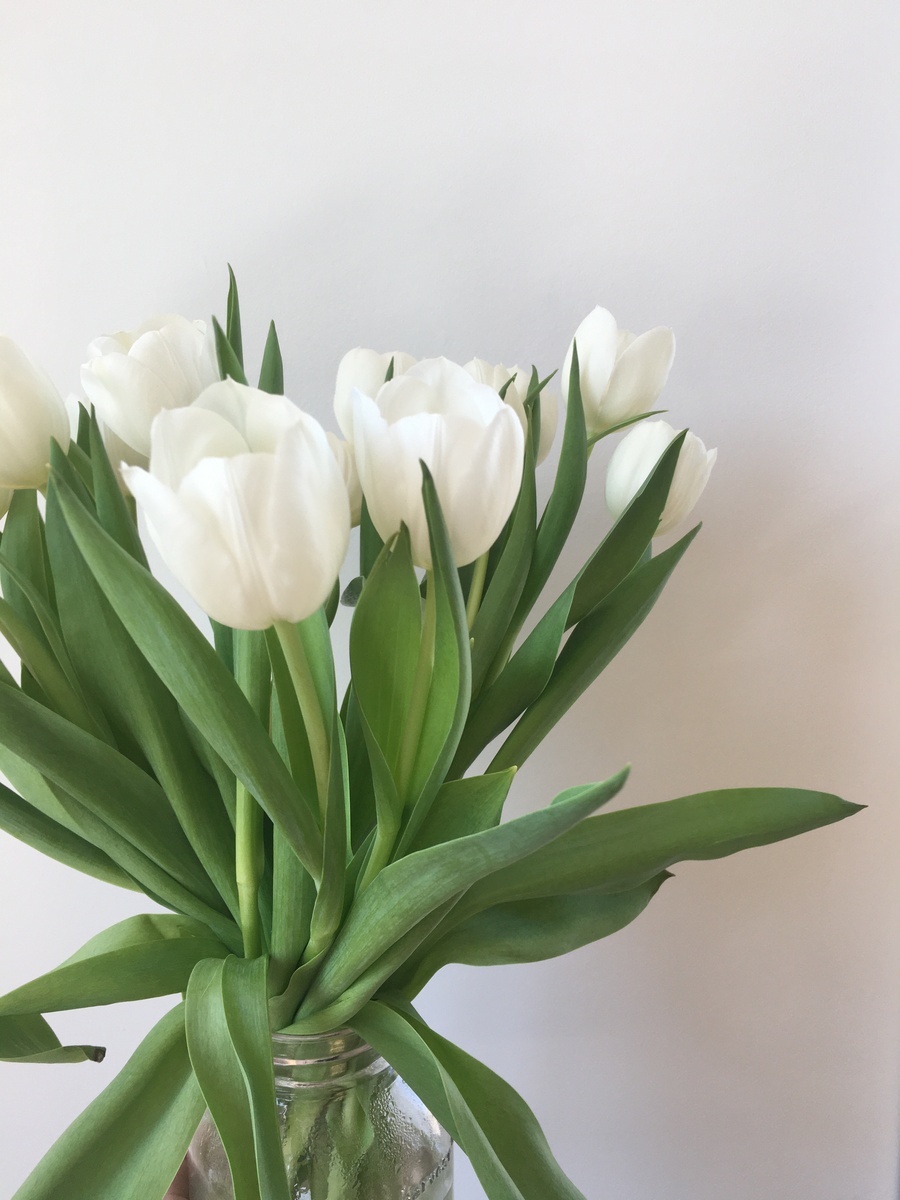 送老人什么花合适？白色郁金香寓意美好