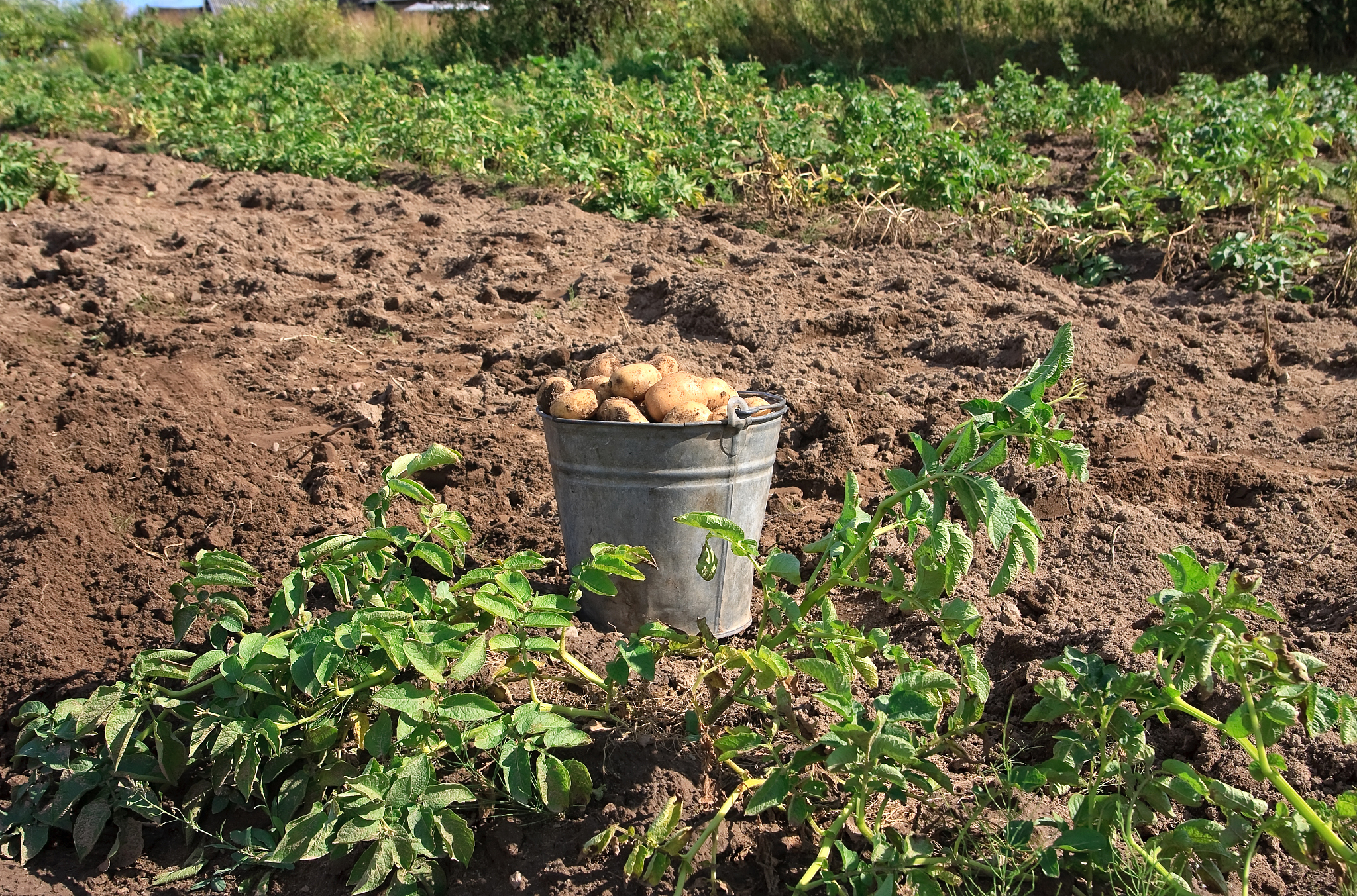 土豆怎么长出来的，