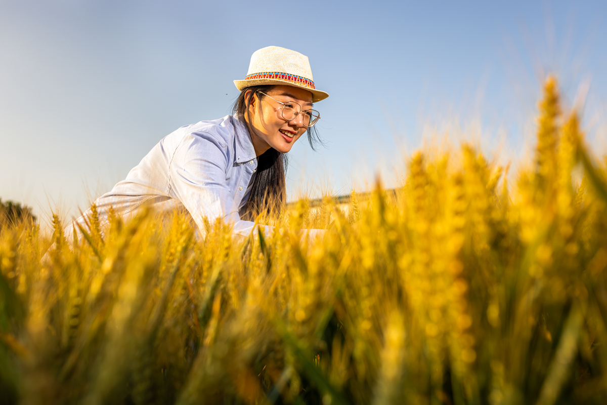 夏日丰收，美好生活在阳光下