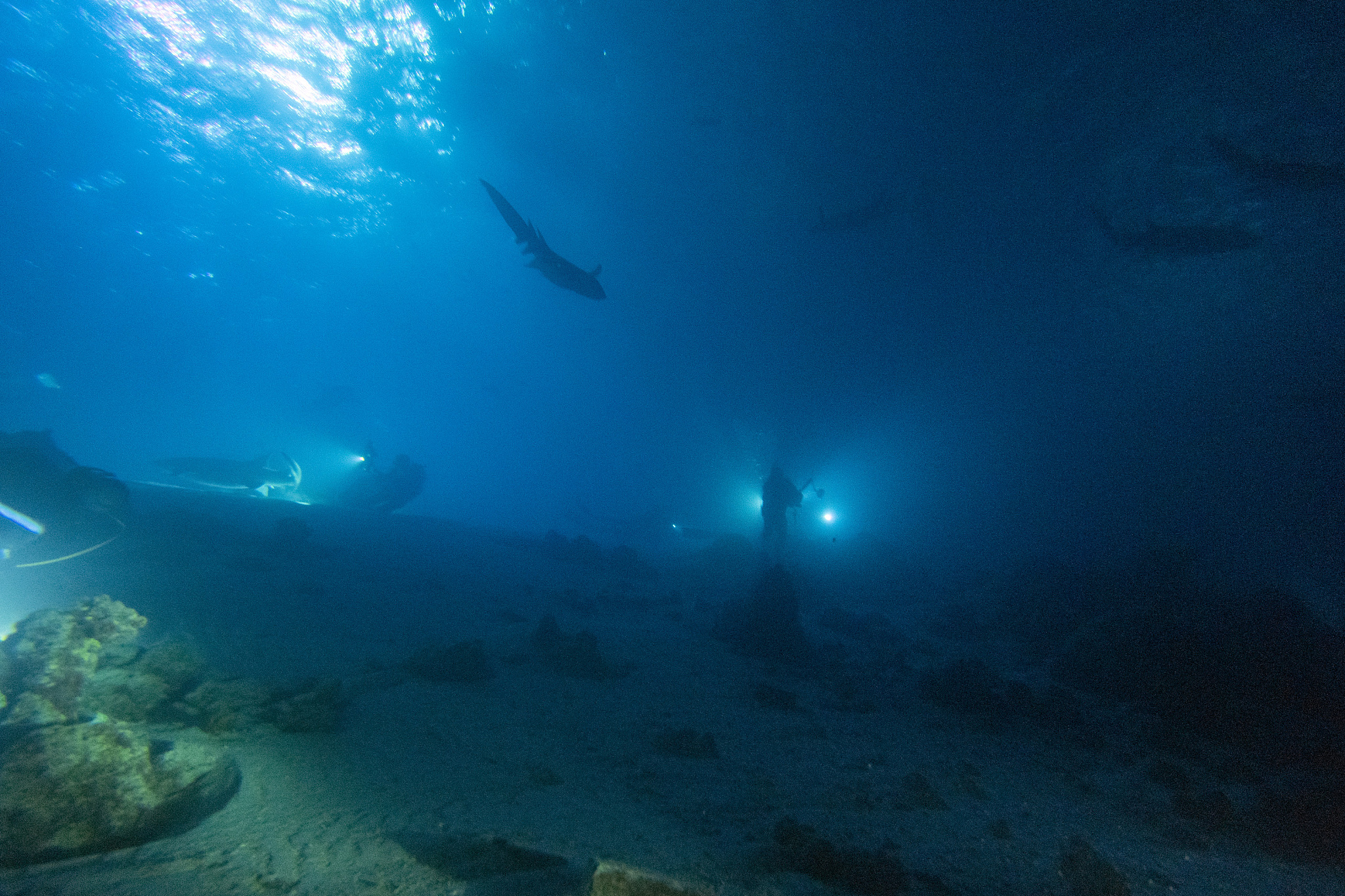 diving in shark infested water at night on alimatha maldives sit