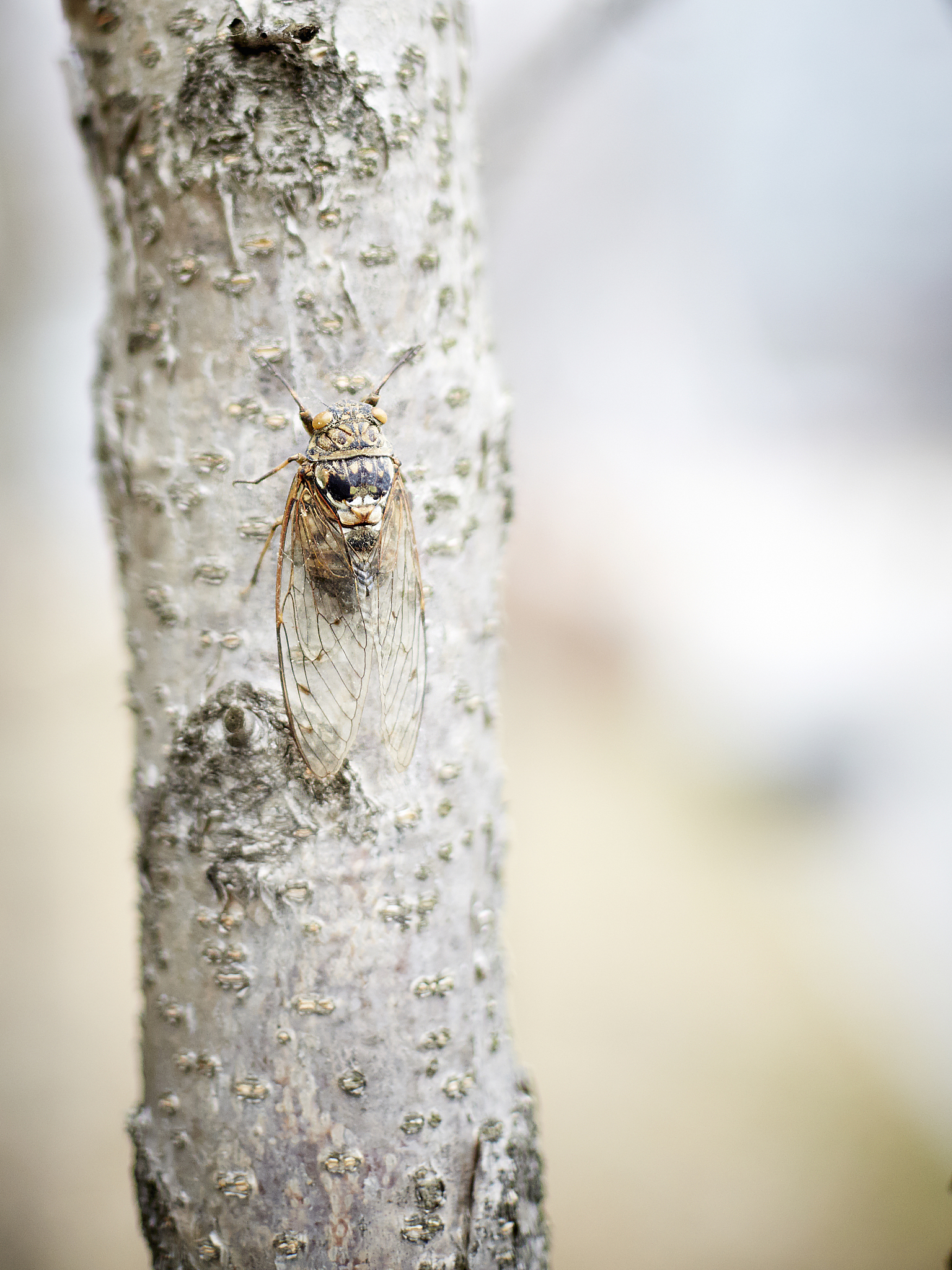 帮我在下文的基础上二次创作成为一个丰富、有信息量、有编辑思路、有独创性的新文章在尽量保留原文的情况下加入精彩的解说点评：好了刚才提到的潜伏周期长达13年和17年的蝉也被称为周期蝉主要生活在北美洲的东部地区。其中最著名的就是17年蝉了。它们会在地下休眠17年然后同时破土而出。每当17年蝉出现时场面都是极其壮观的。根据统计一次性出现的数量可以高达上百亿只。对北美人来说这简直是一场灾难。各种关于17年蝉