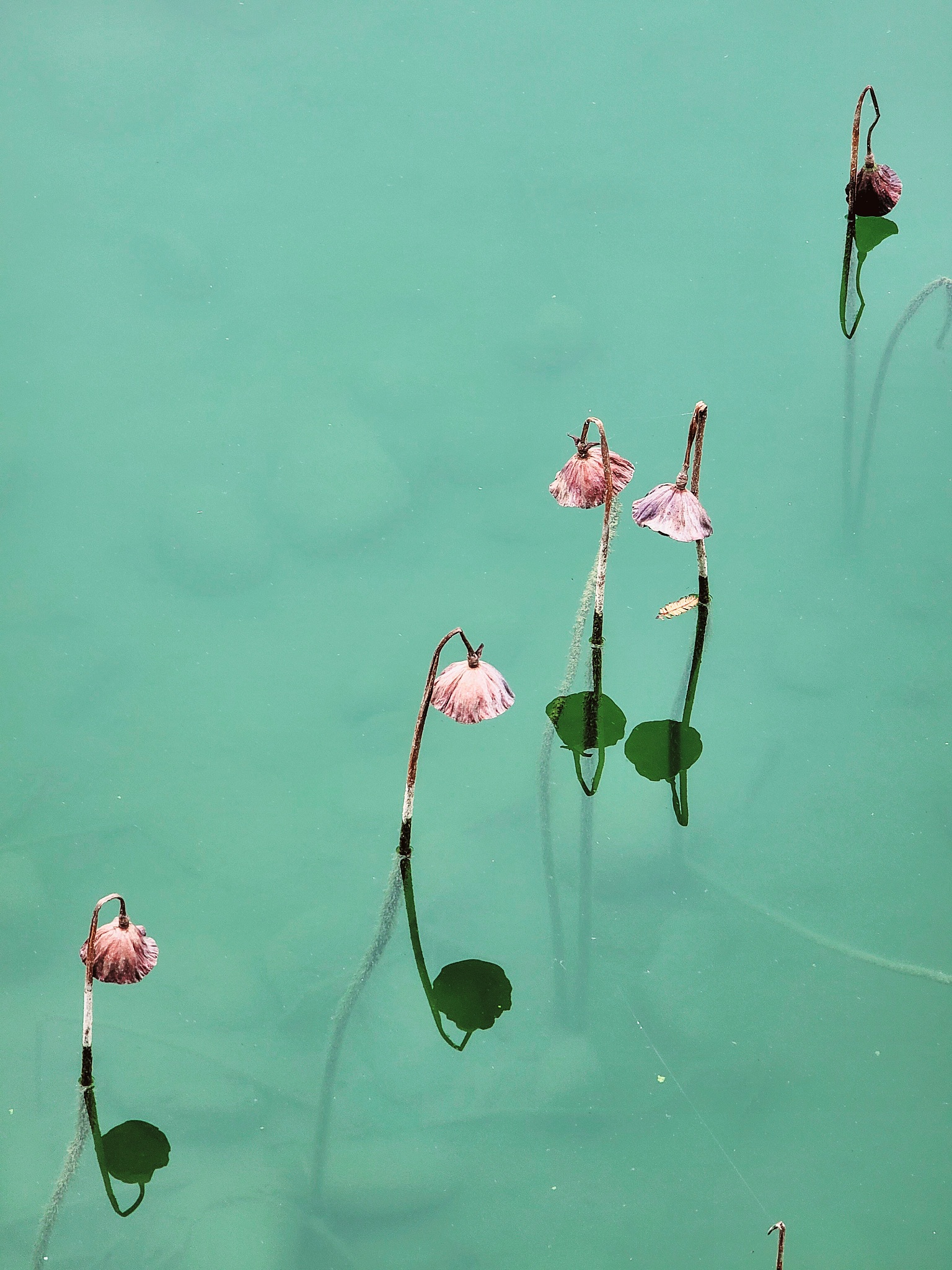 雨荷藏头诗：思念遥远，泪水潸潸