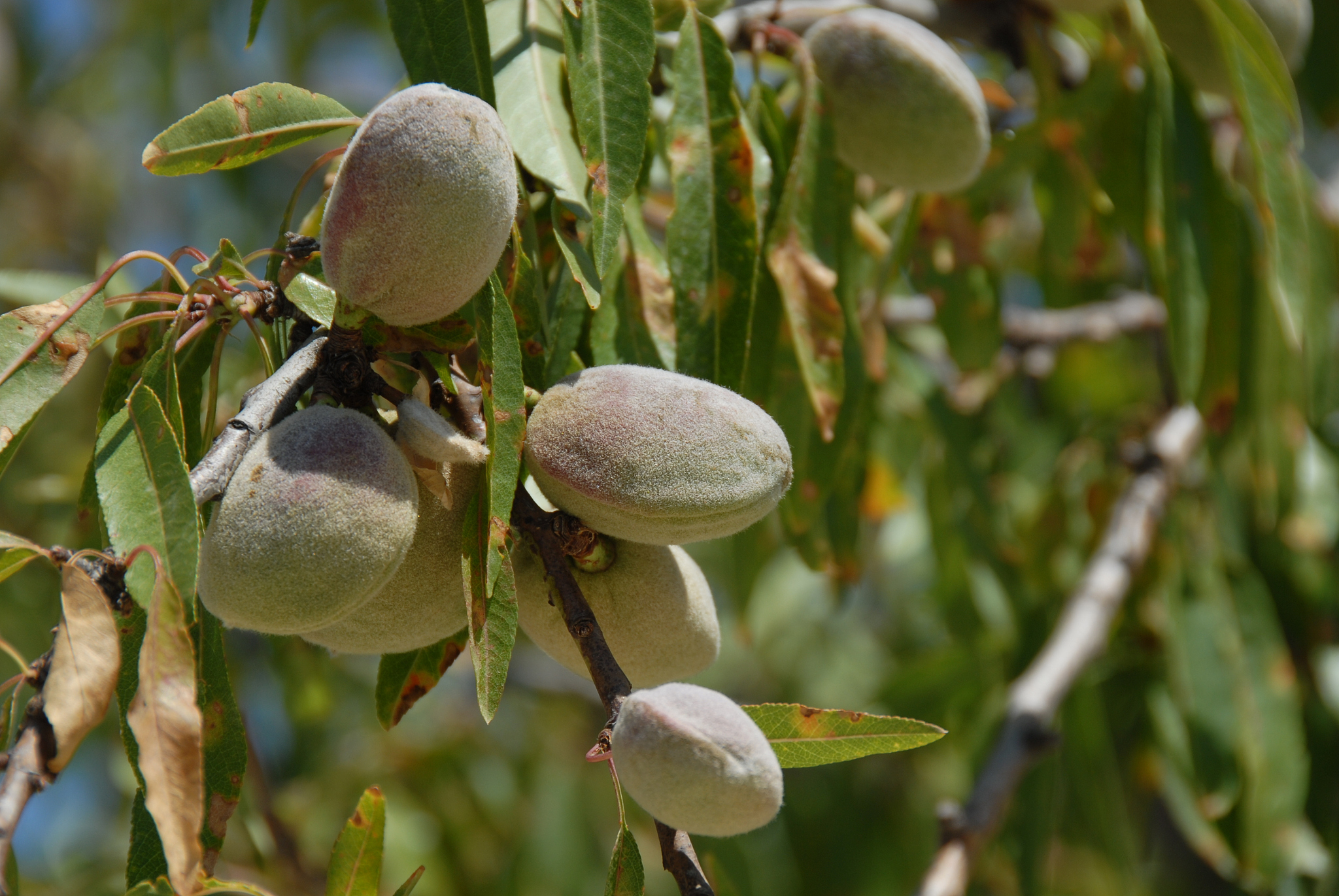 mandeln am baum in spanien